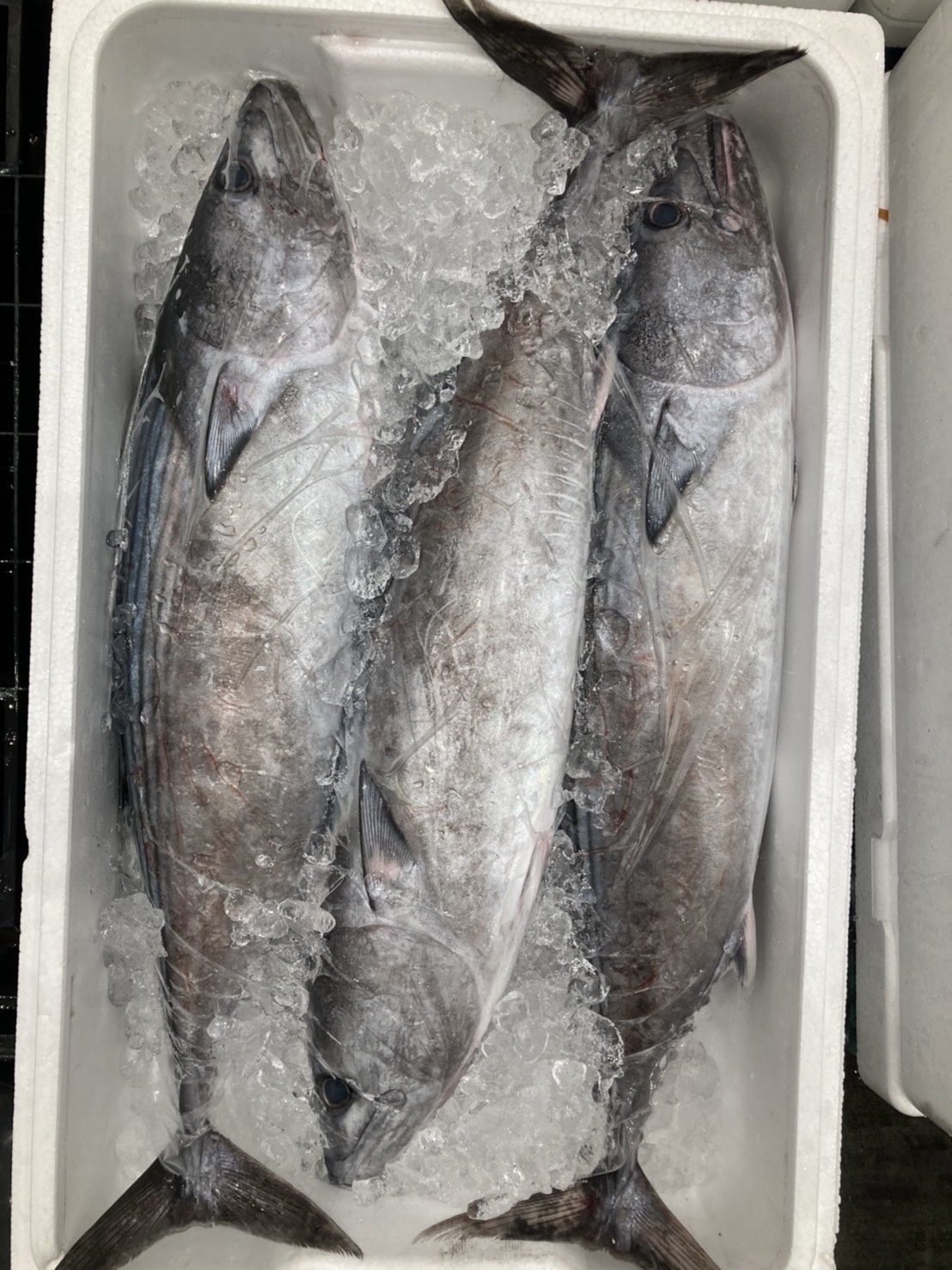 →鹿児島　脂ハカツオ　3.5k前後　 半身　k2500