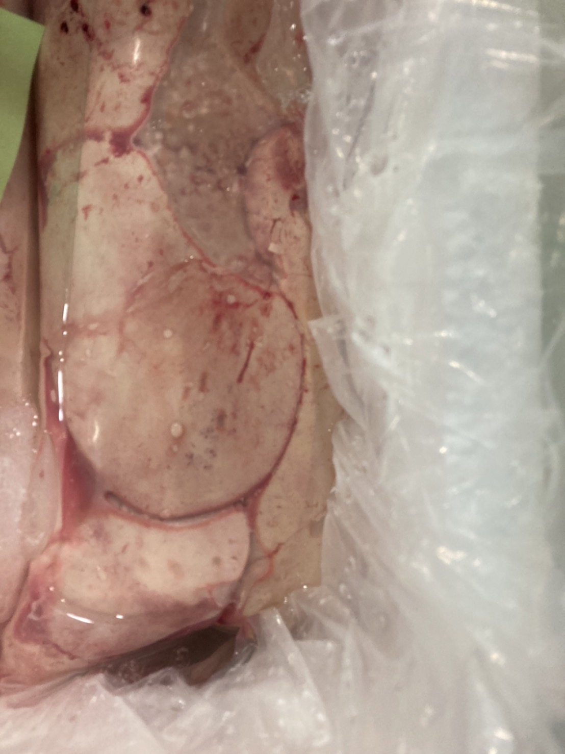 →中国　アンコウ肝　1k入1p 