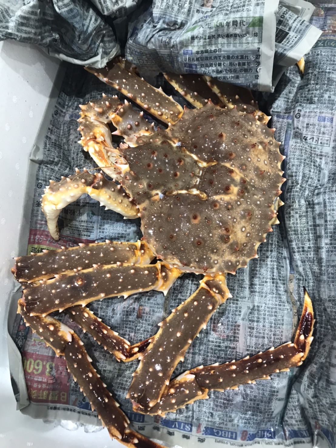 ＊北海道　特上活タラバカニ　6k前後　　1尾　k8800