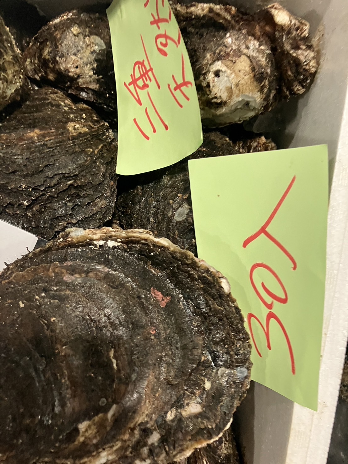 ■鹿島　岩カキ　特大　1個