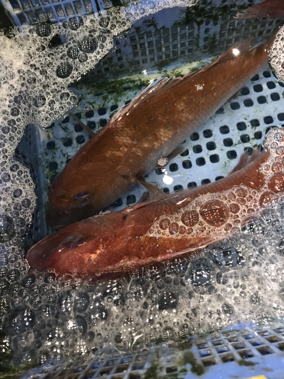 →淡路　活カンダイ　上　10k前後　半身　k980