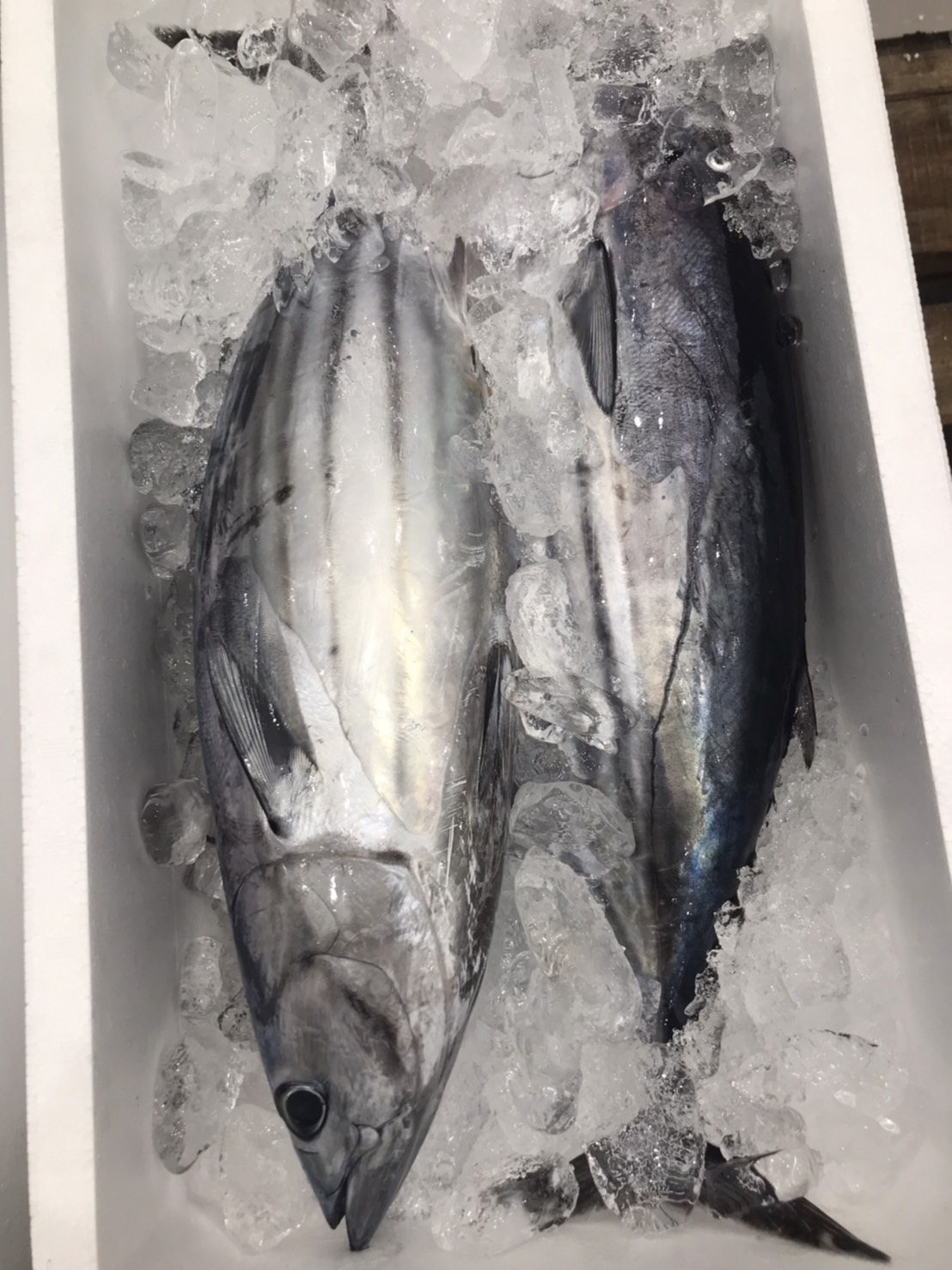 →鹿児島県産　初カツオ　2k前後　半身から　k1980