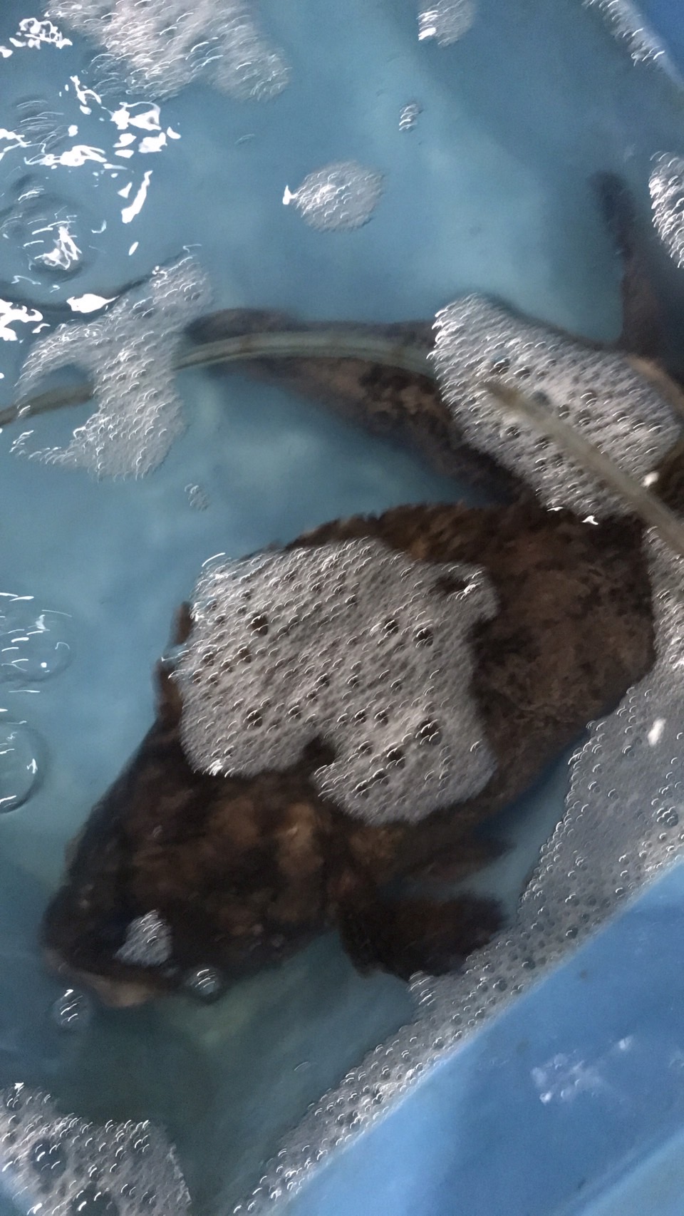 →千葉　活〆イサキ　300g前後　1尾　k1980