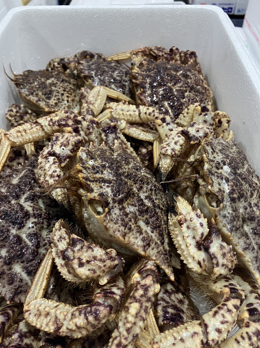 ＊特売！　青森　活クリガニ　上　200gサイズ　1尾　