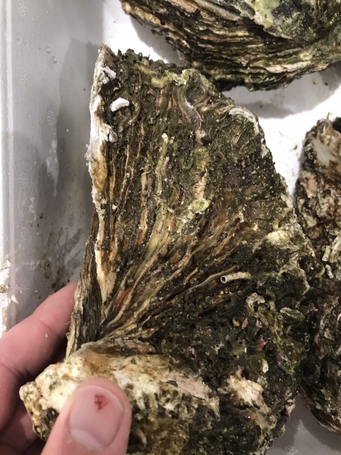 ■広田　岩ガキ　大　1個