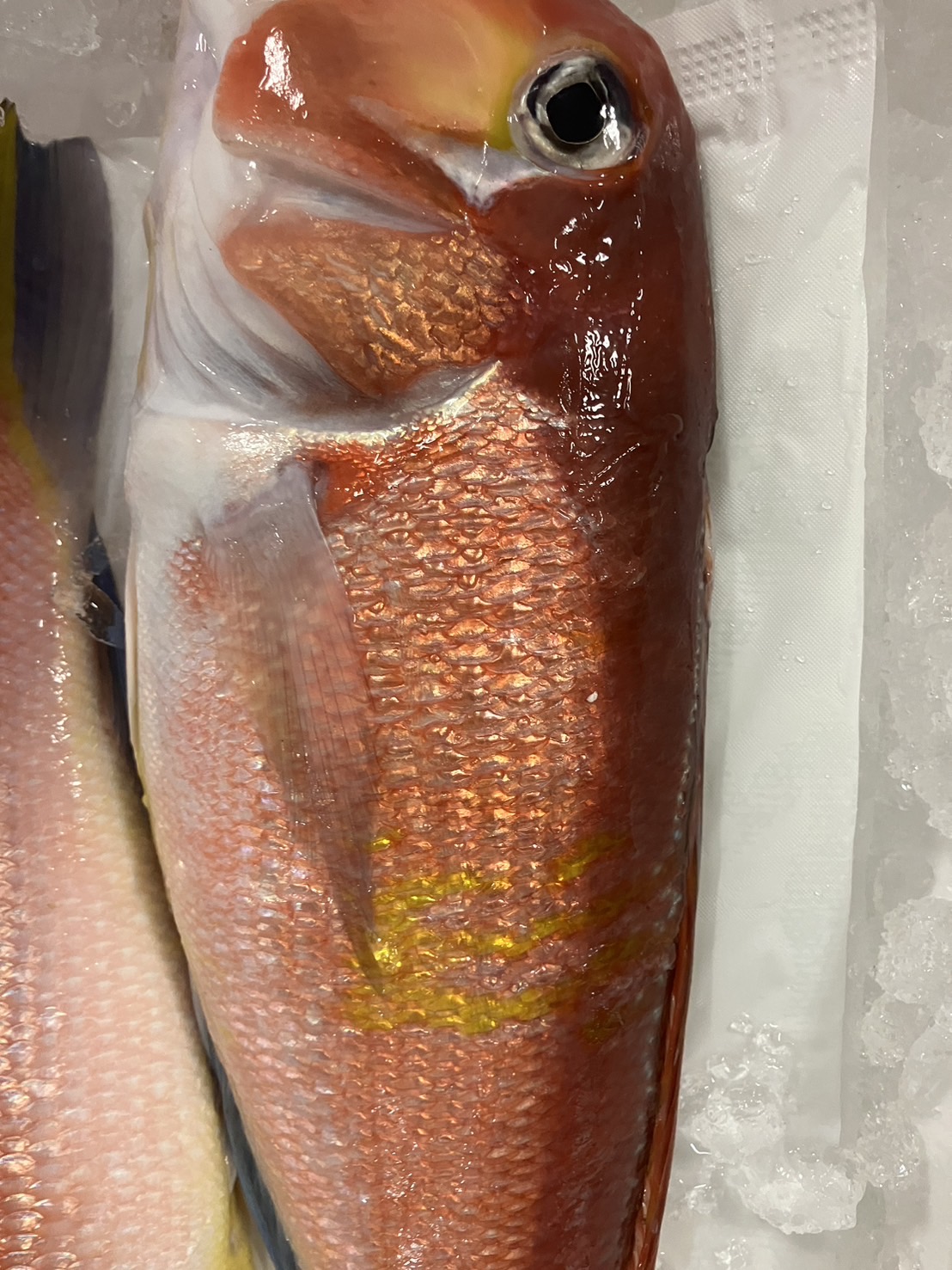 →三重　アマダイ　300g前後　1尾 k2900