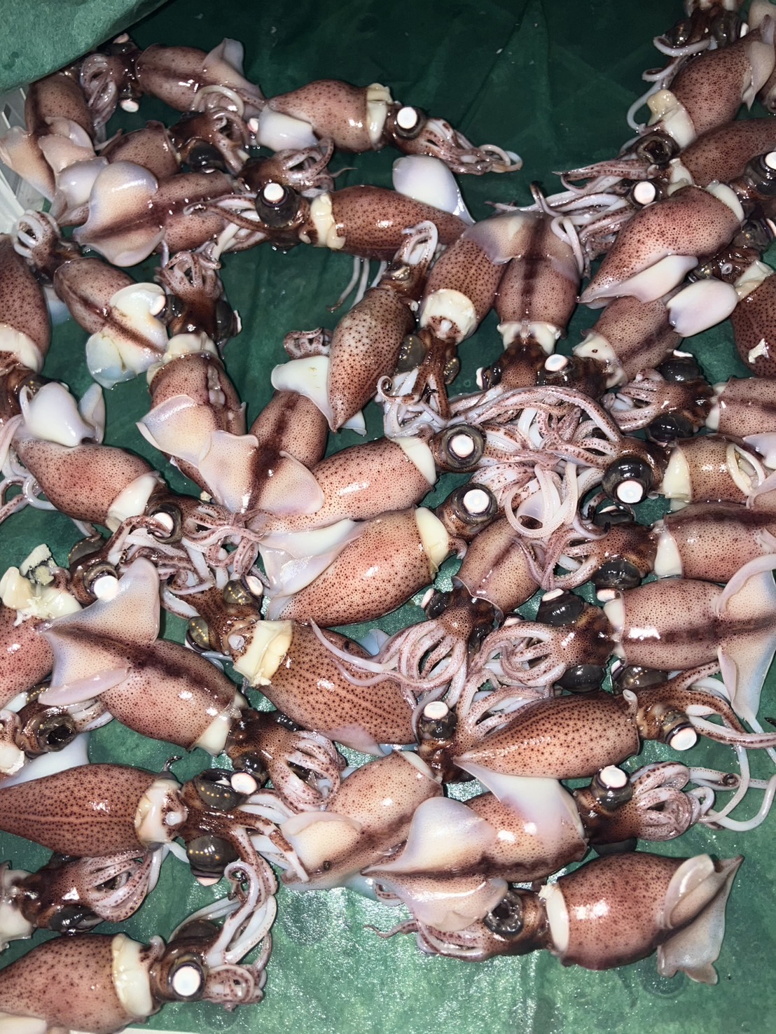 ＊富山湾内　新物ボイルホタルイカ　１枚