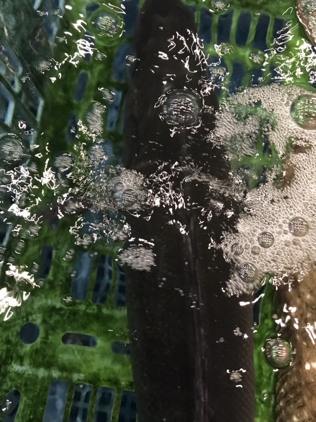 →宮城　活〆スズキ　3k前後　半身　k2300