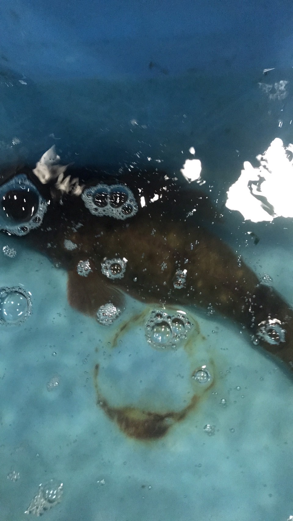 →特売！千葉　活〆コチ　800g前後　1尾　k2500