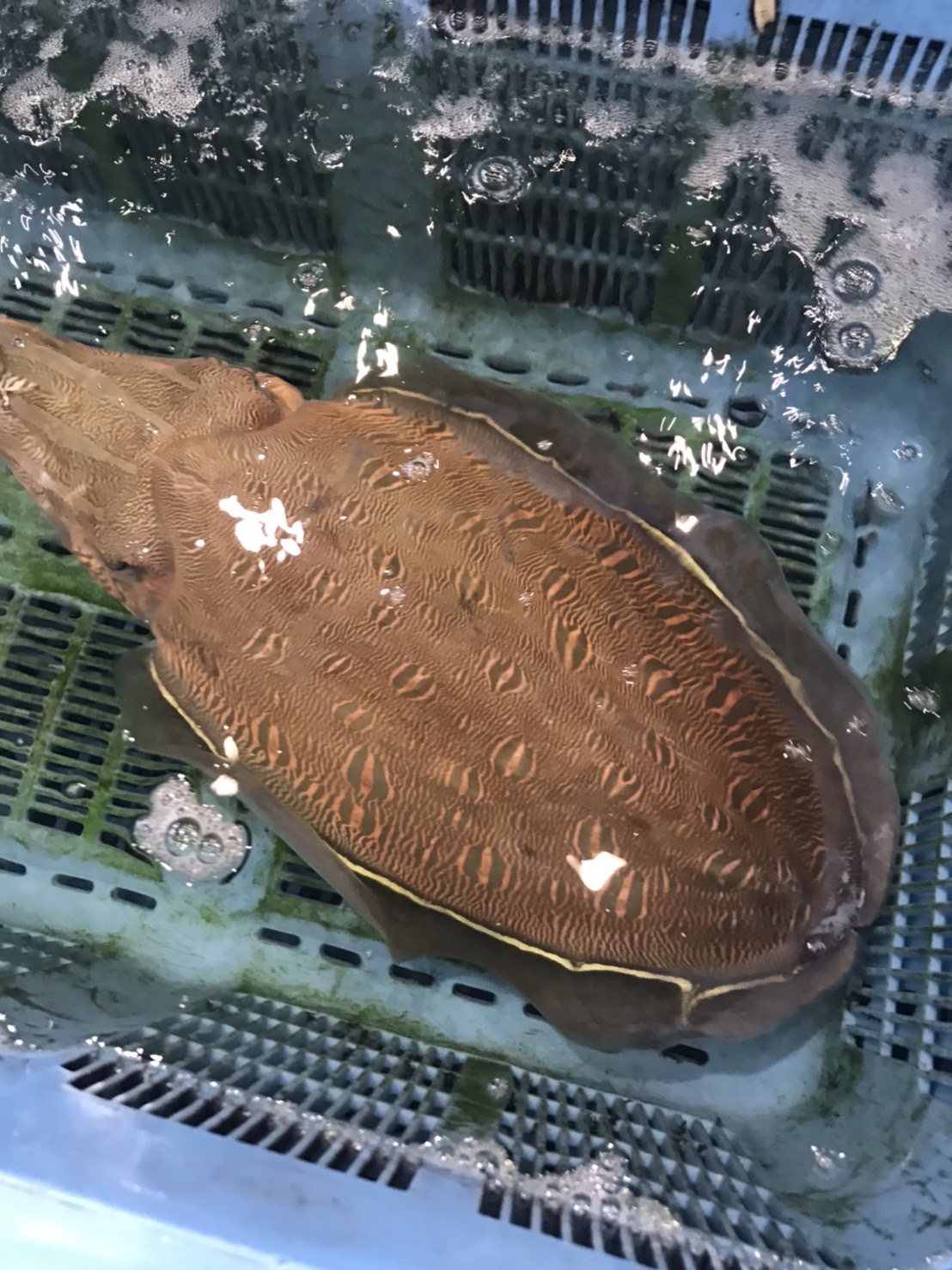 ＊特売！愛知　活〆モンゴイカ　2k前後1尾　k2200