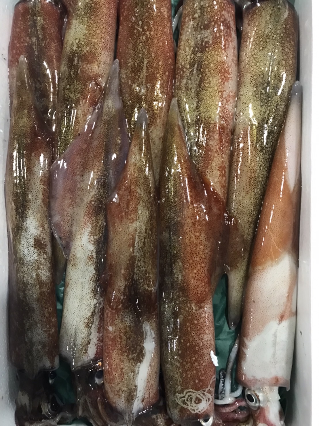 ＊千葉　ヤリイカ　特大　1尾