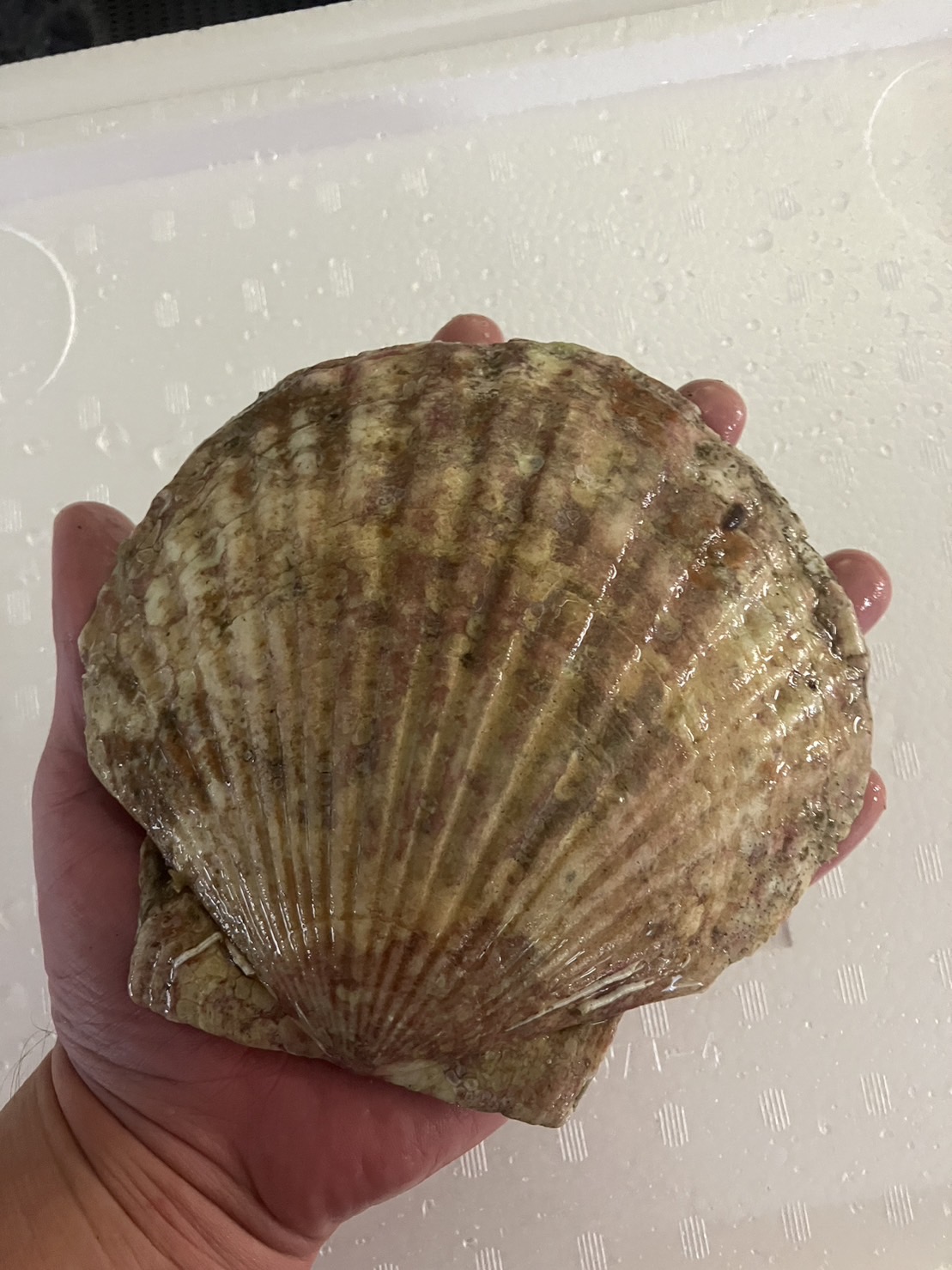 ∞特売！！北海道　殻付ホタテ　特大　１枚