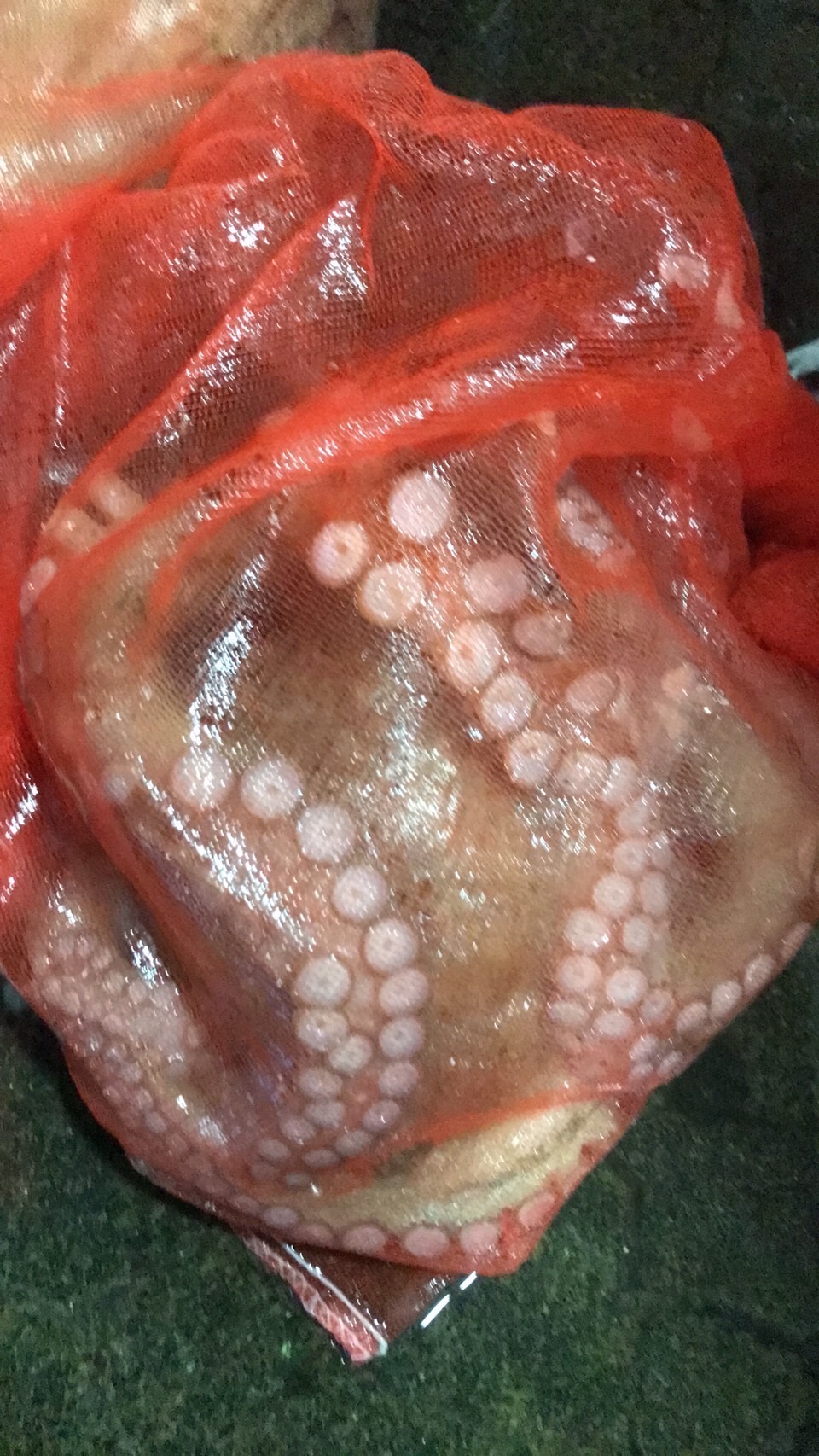 ＊大大特売！！神奈川　冷凍マダコ　上　1～3kg程　1尾　k2300円