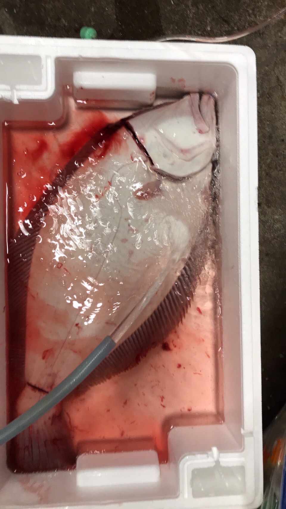 →特売！！千葉　ヒラメ　1k前後　1尾　k2300