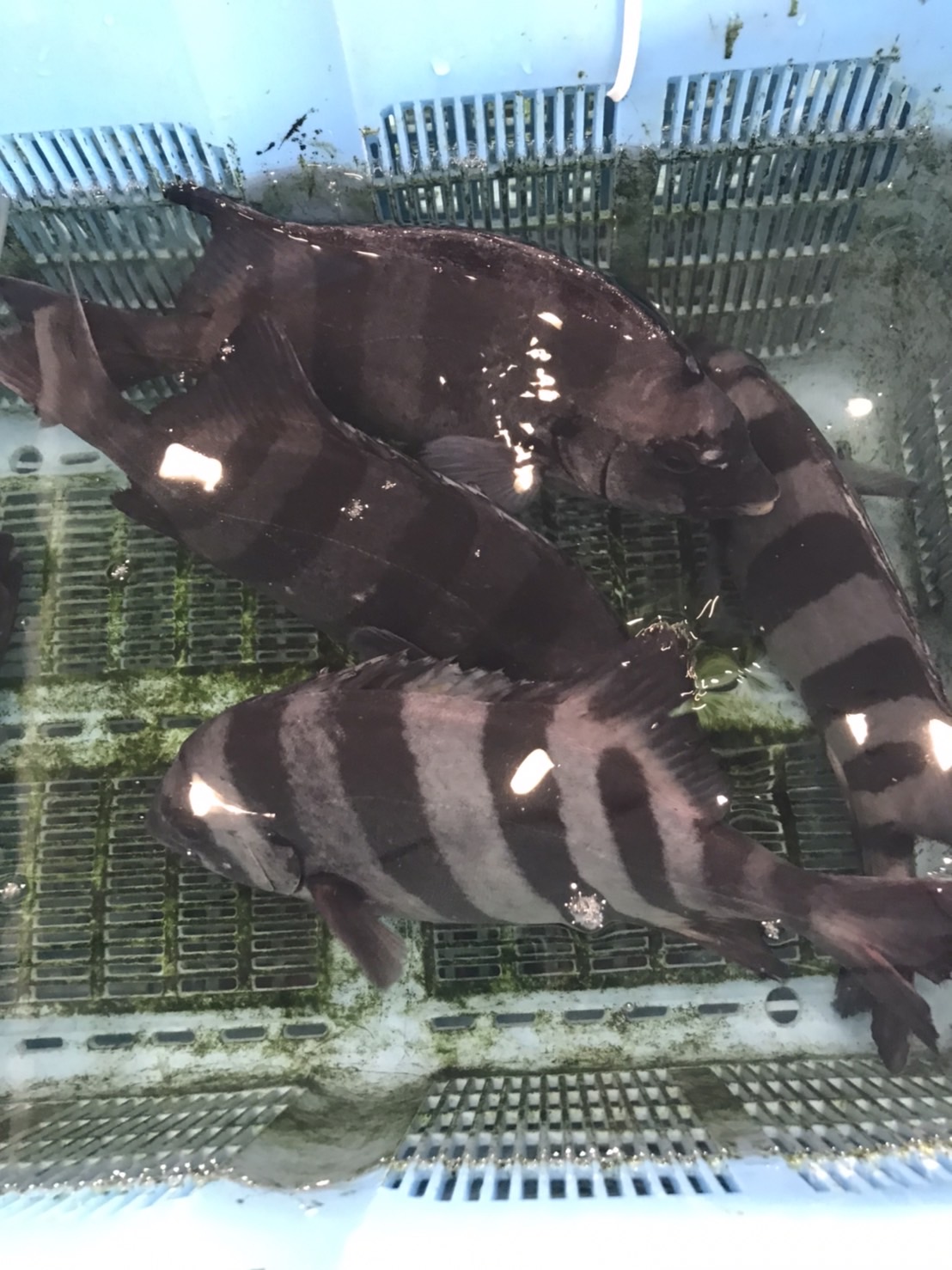 ○宮城　活マソイ　600g前後　1尾　k2500