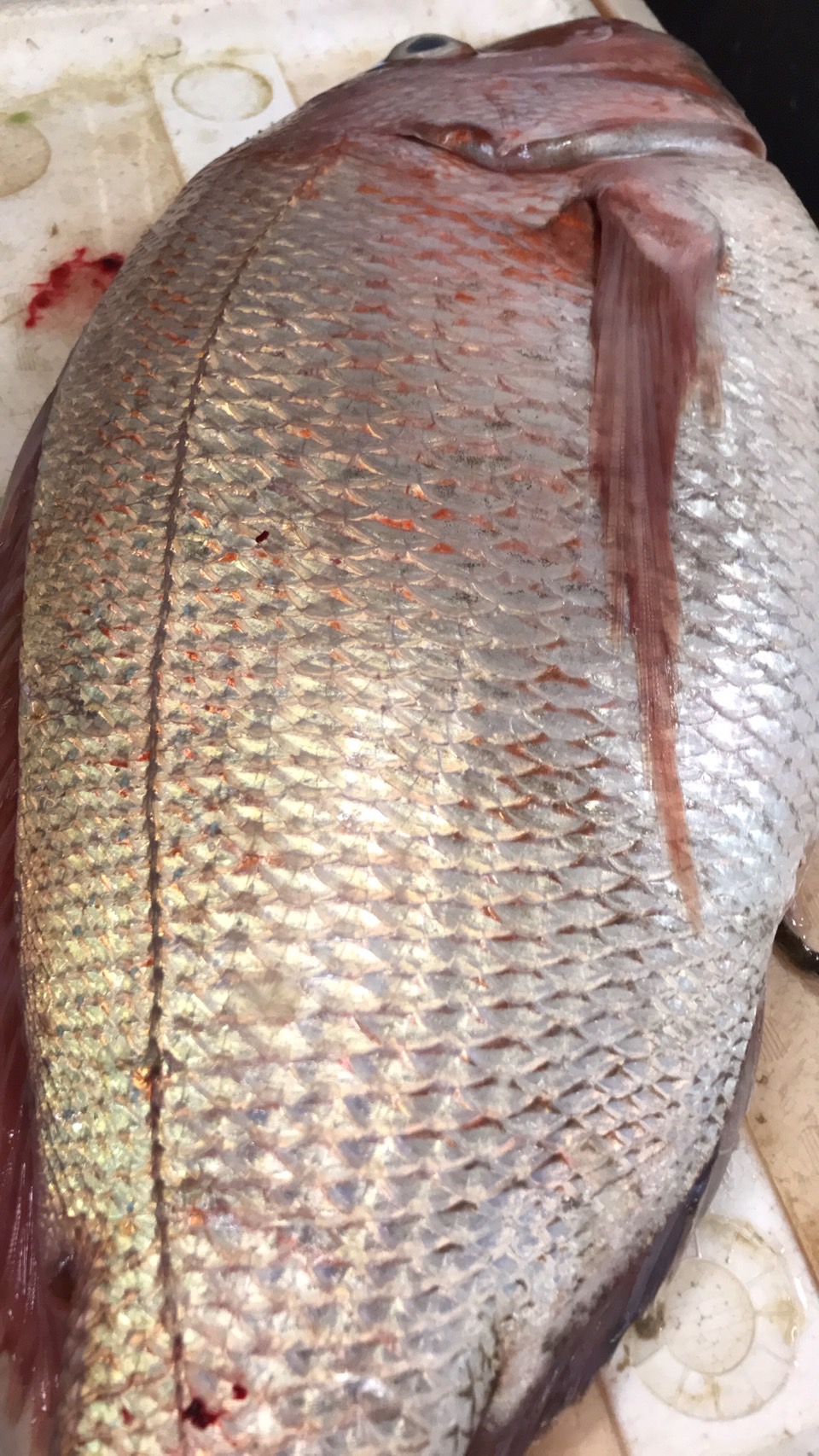 →大特売！　千葉　活〆マダイ　美味い！900g前後　1尾　k1500