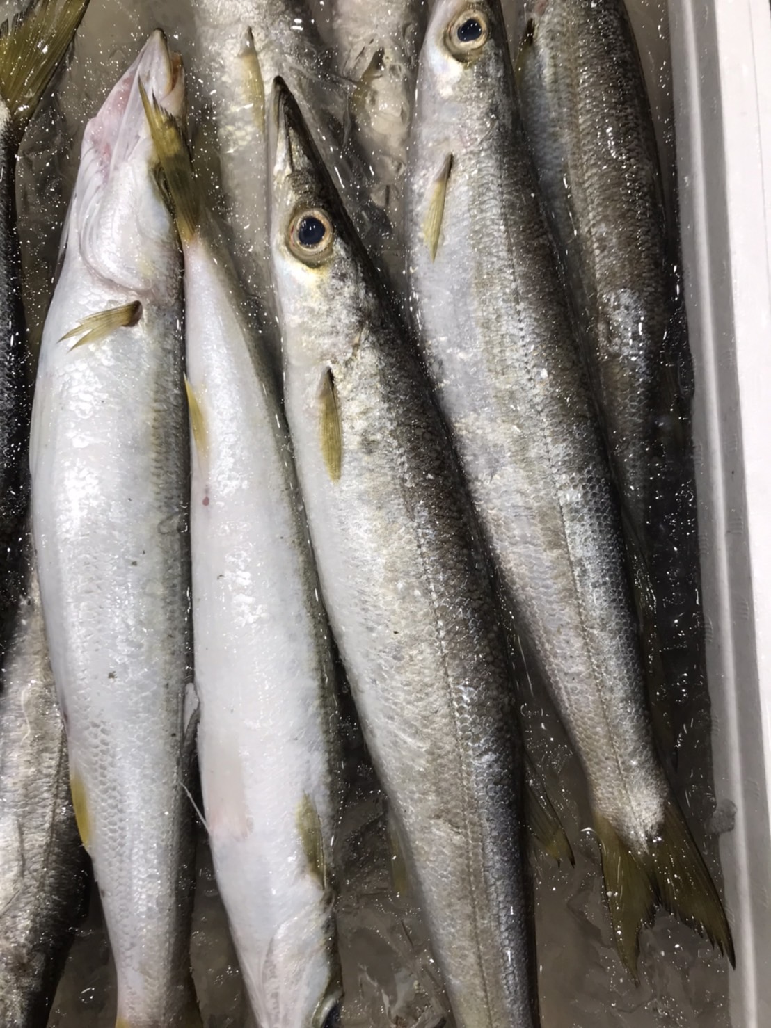 →千葉　カマス　300g前後1尾　k3500