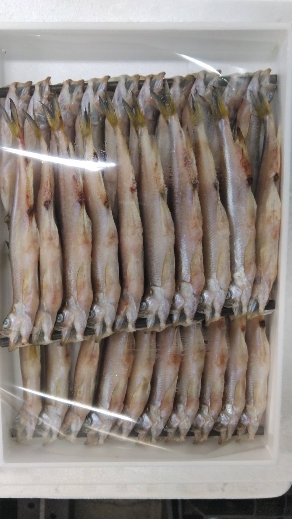 →北海道　特大本ししゃも干物　オス　10尾入1連