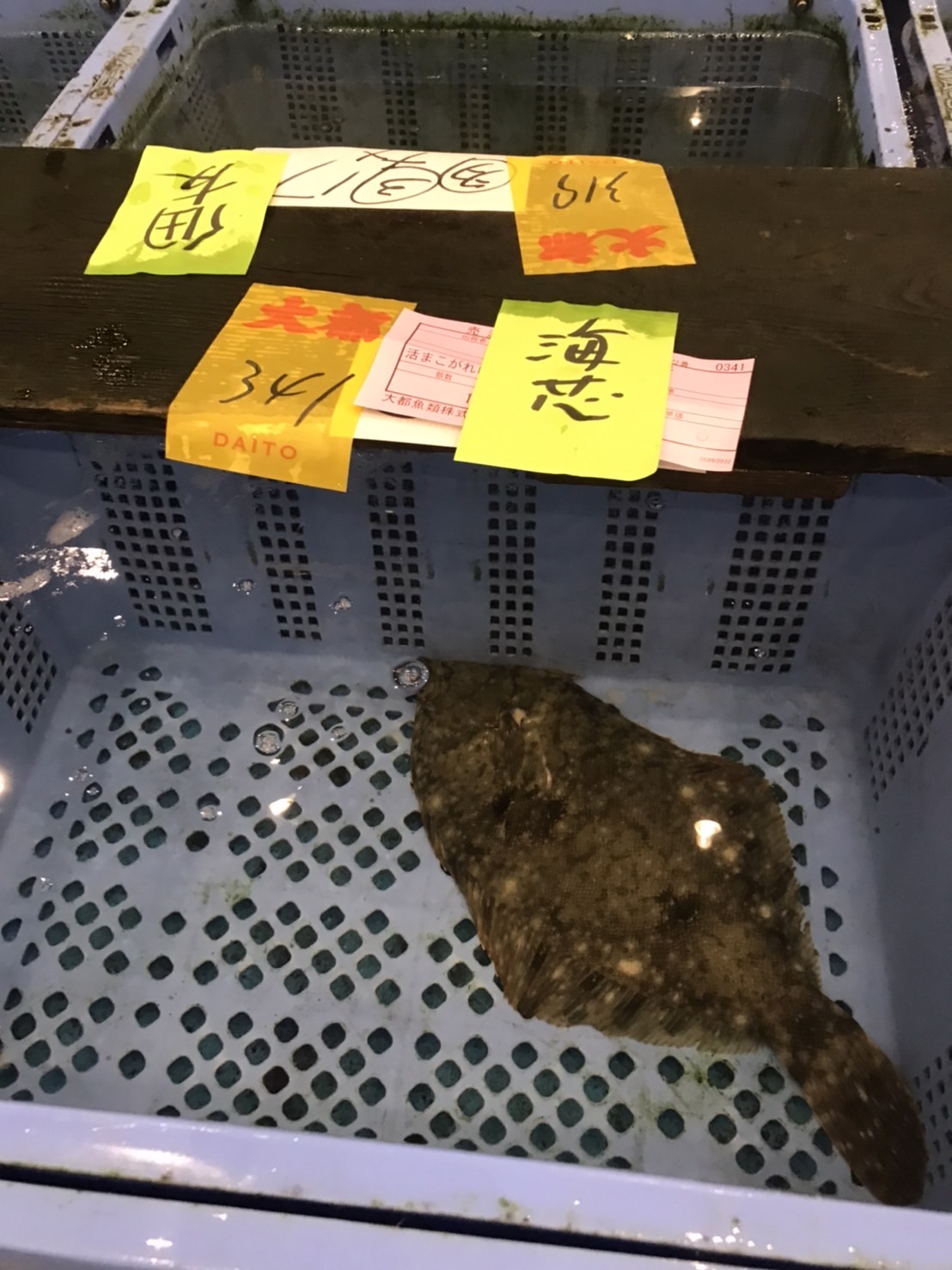 ○千葉　特上　活ヒラメ　1.2k前後　1尾　k2980