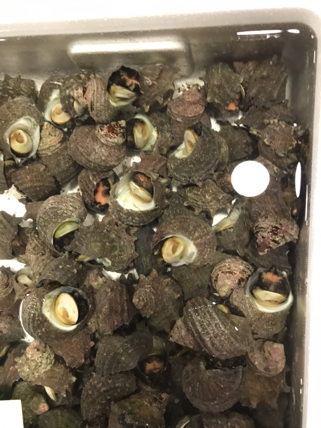 ∞長崎　ヒメサザエ　30〜40g前後　500g入　1p 1250円