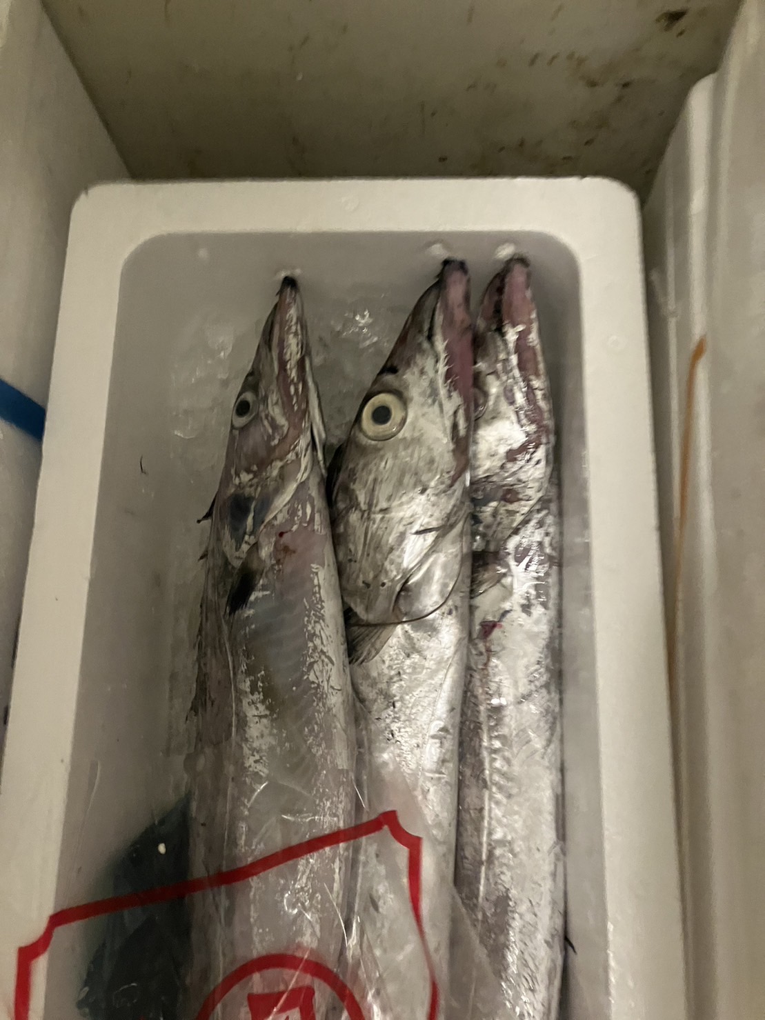 →大特売！！小柴　タチウオ　1kup 1尾　k3500