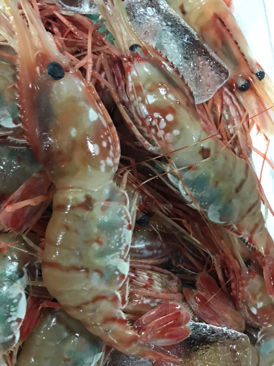 ＊北海道　ボタンエビ　500g入　1p1980