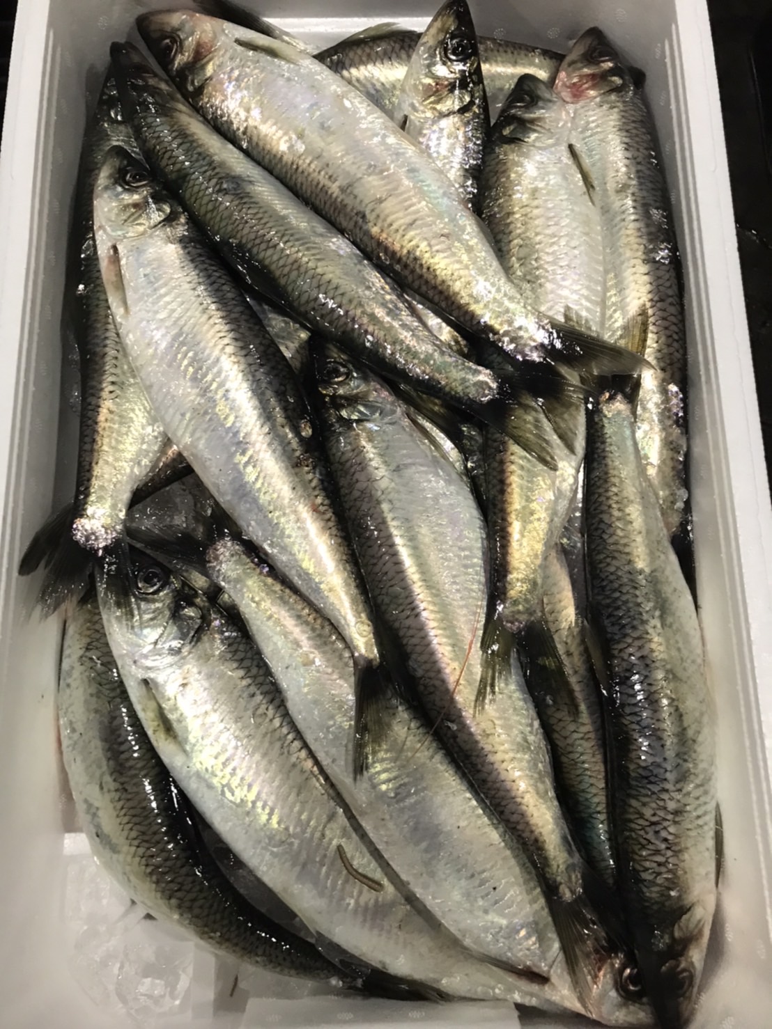 →北海道　旬！！ニシン　脂　300g前後　500g入　1p698