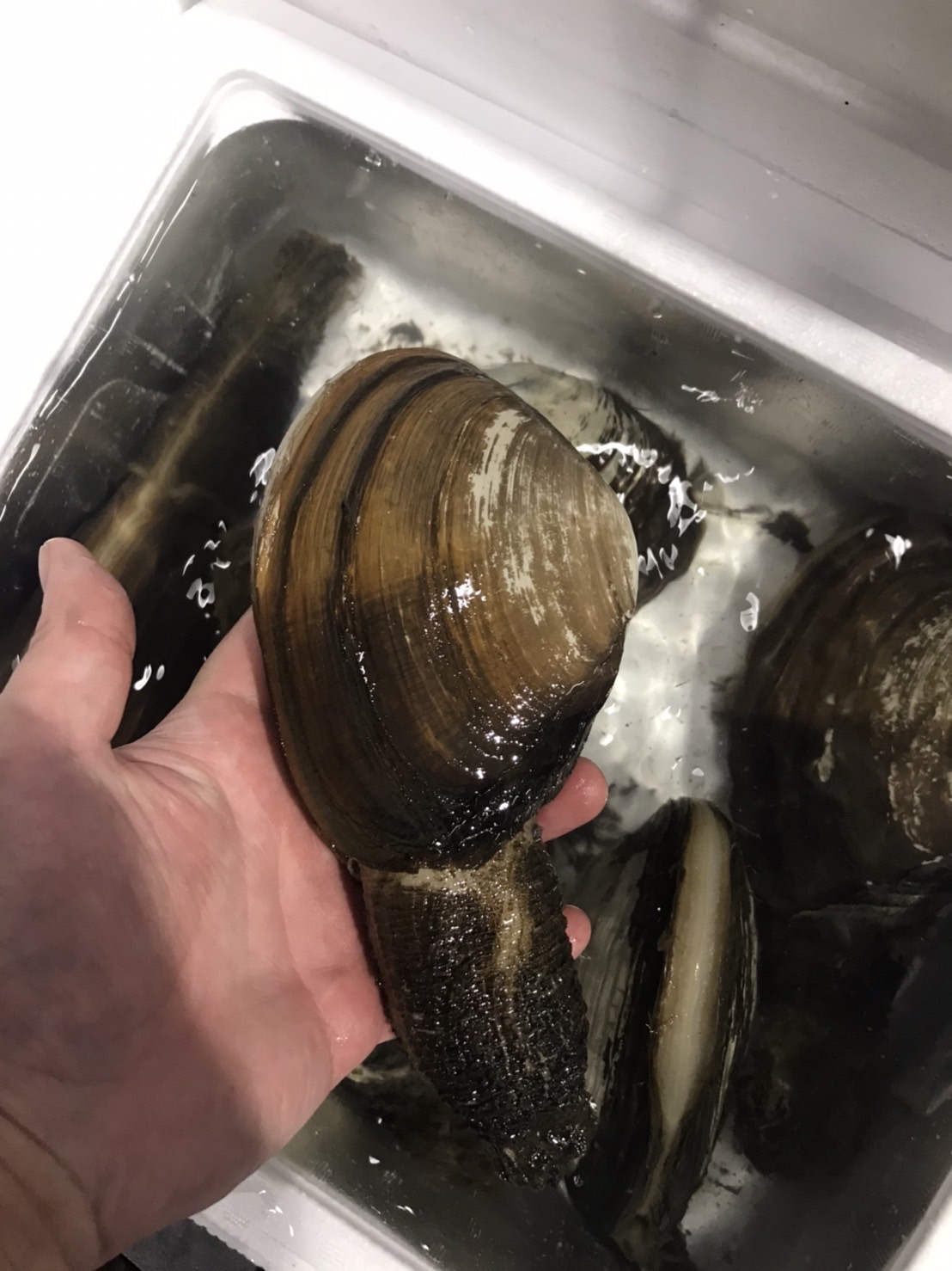 ∞特売！！愛知　極上本ミル貝　700g 前後　１個　k6500円