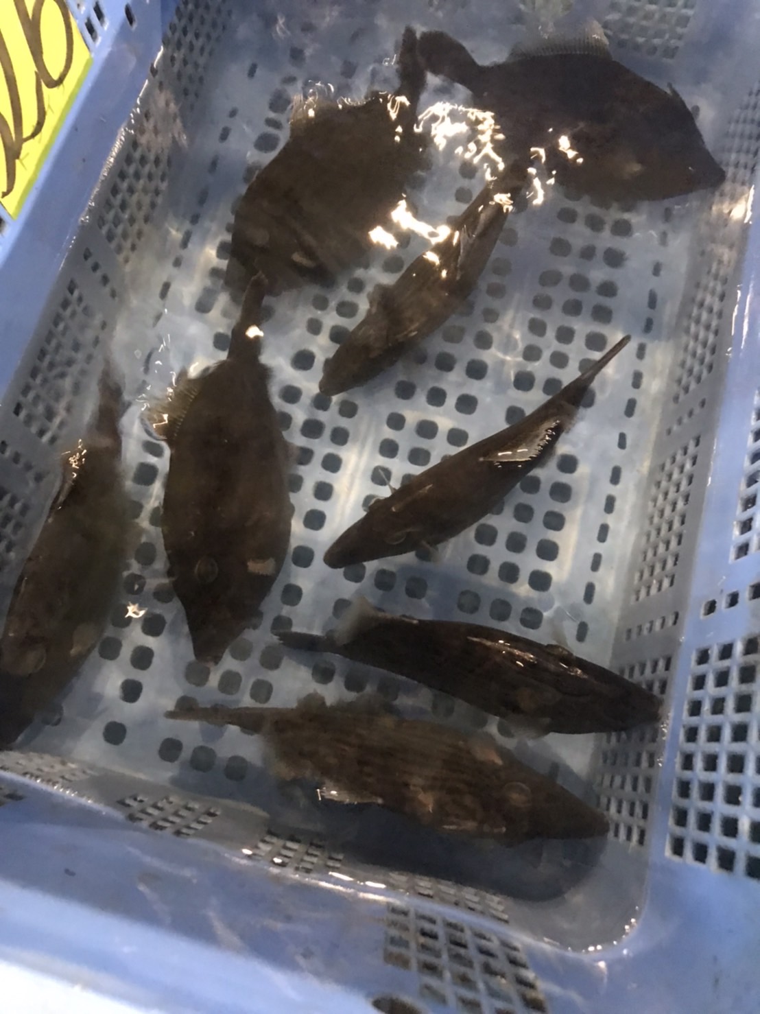 ○特売！！長崎　カワハギ肝あり　養殖　400g前後　1尾　k8800