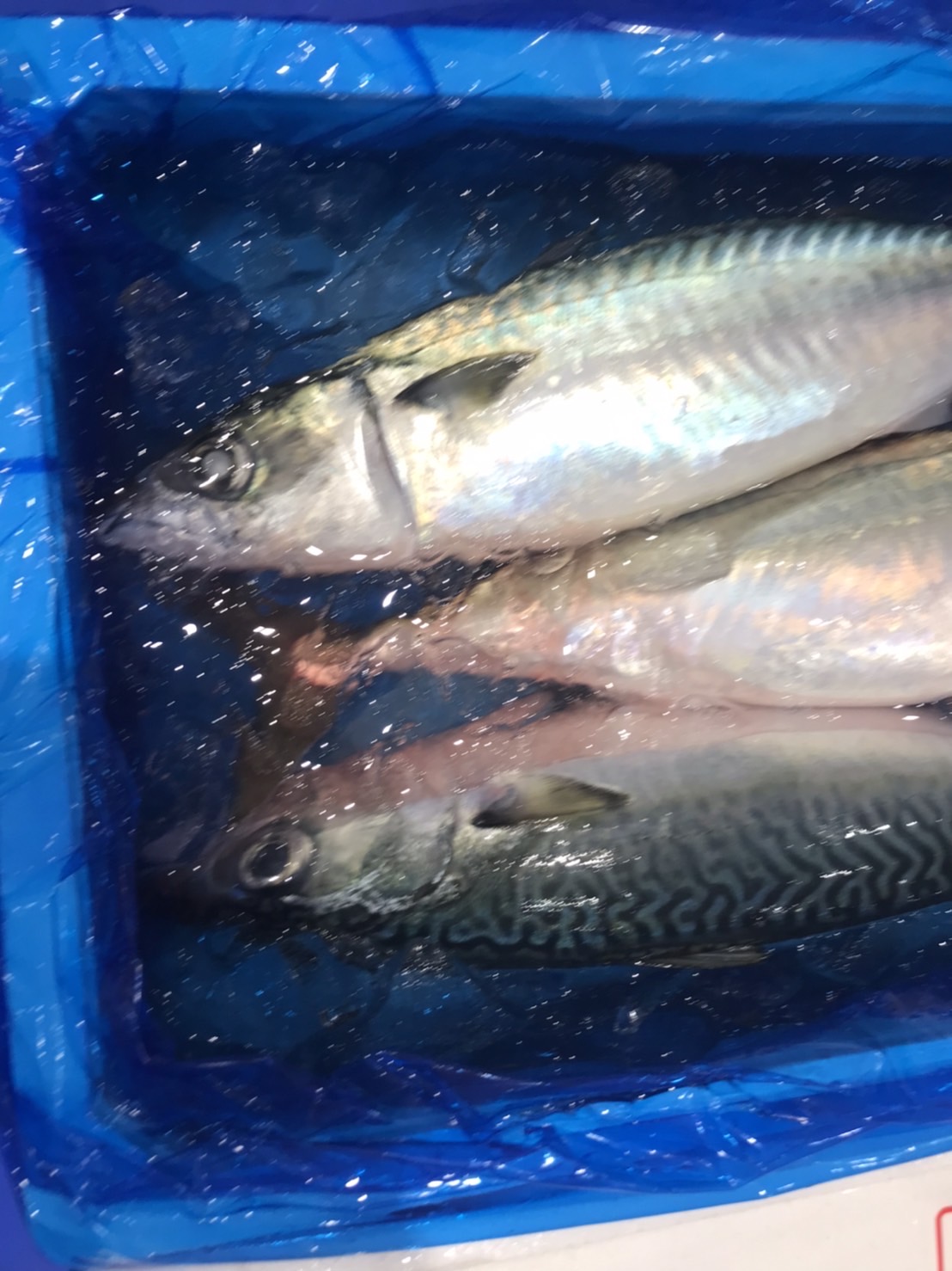 →三重　活〆ゴマサバ　800g前後　1尾　k1580