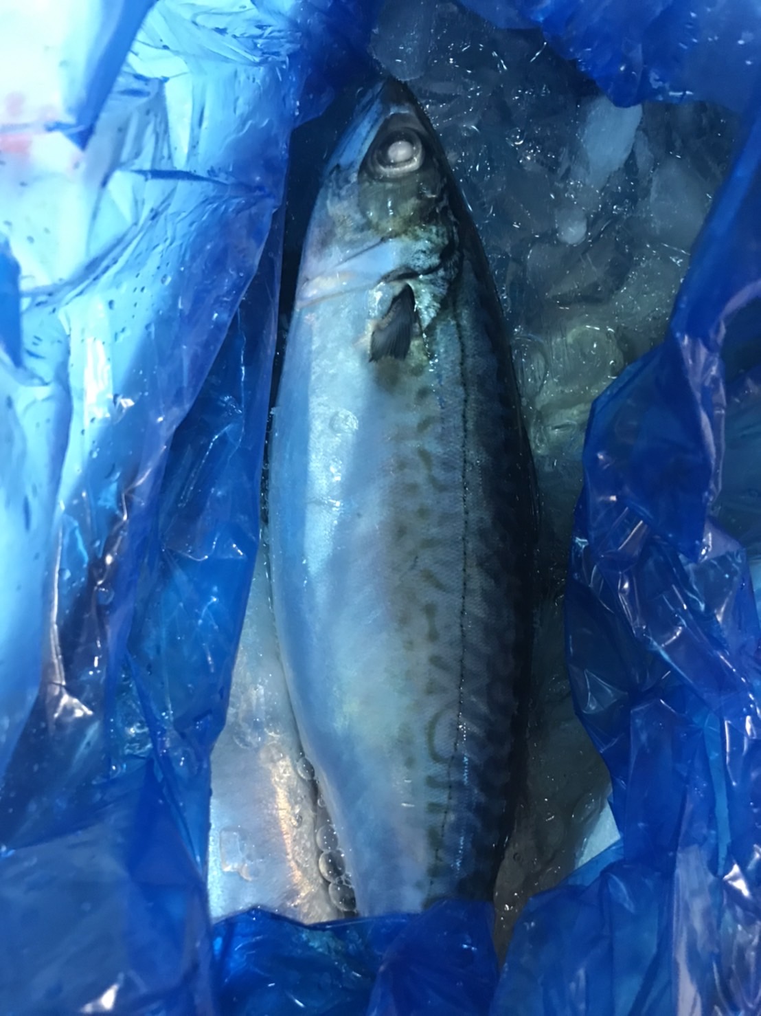 →対馬　旬サバ　脂　800g前後1尾　k1850