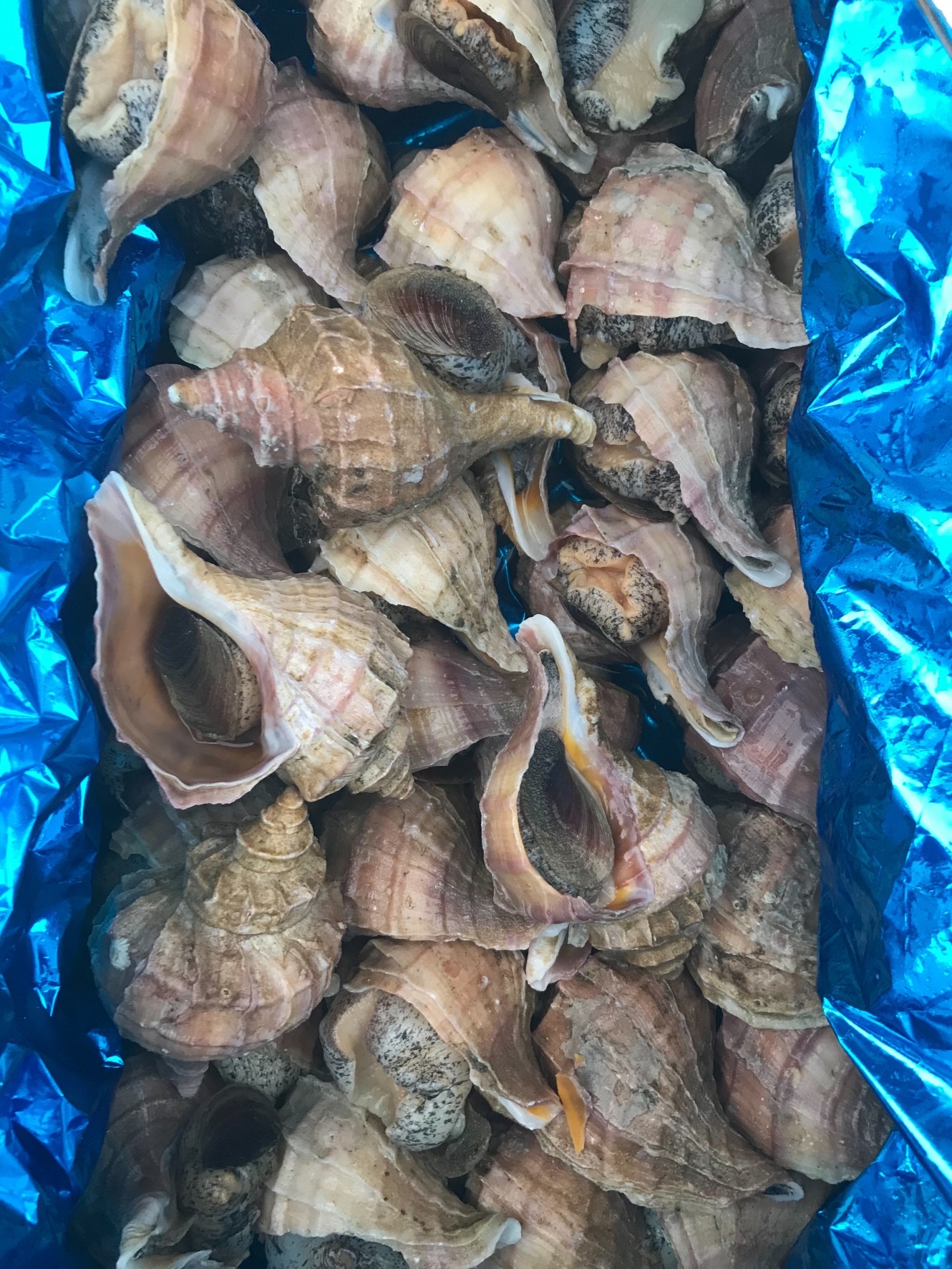 ∞北海道　マツブ　上　300g前後　1個