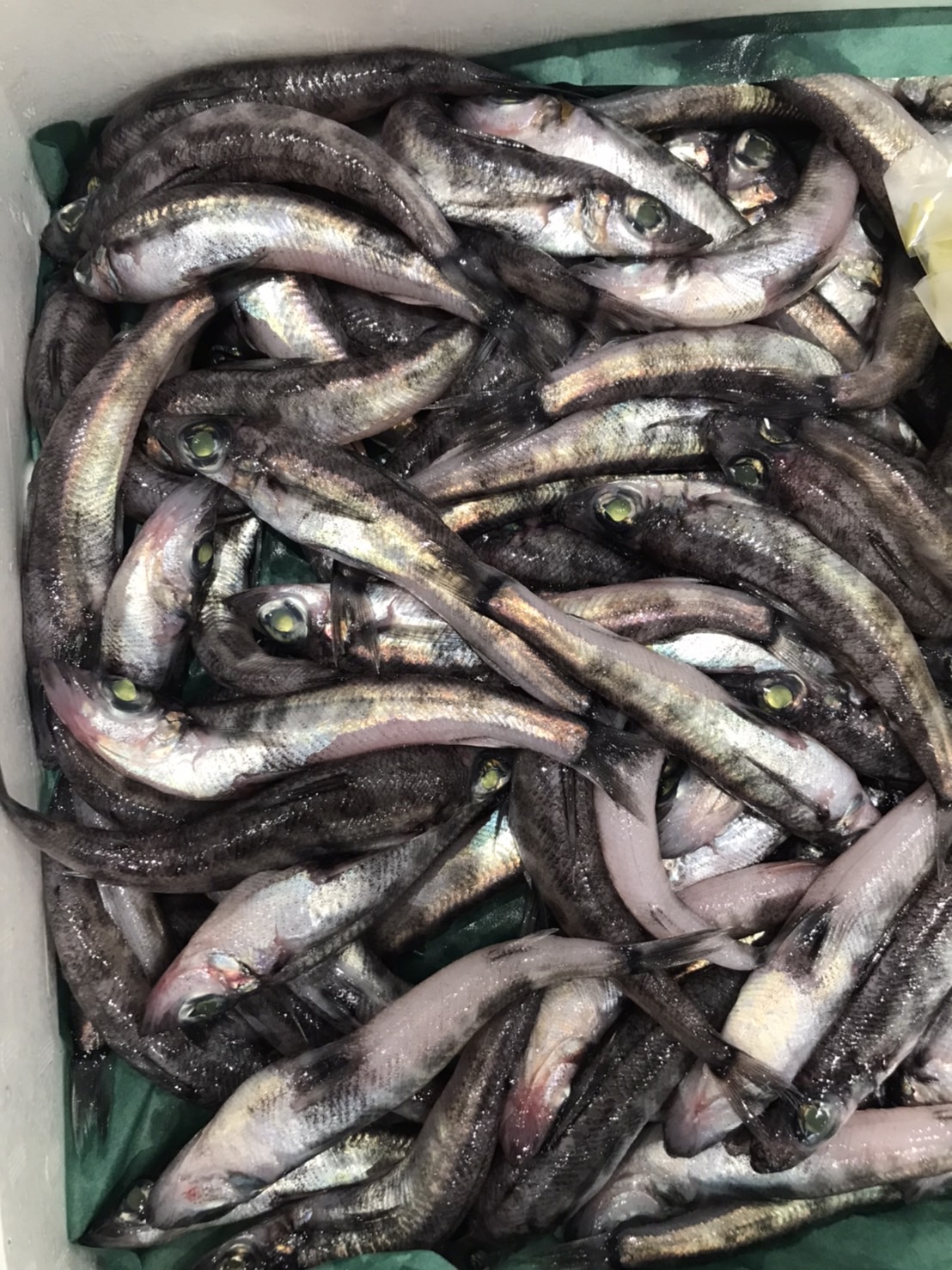 →愛知　特大メヒカリ　500g入　1p1580