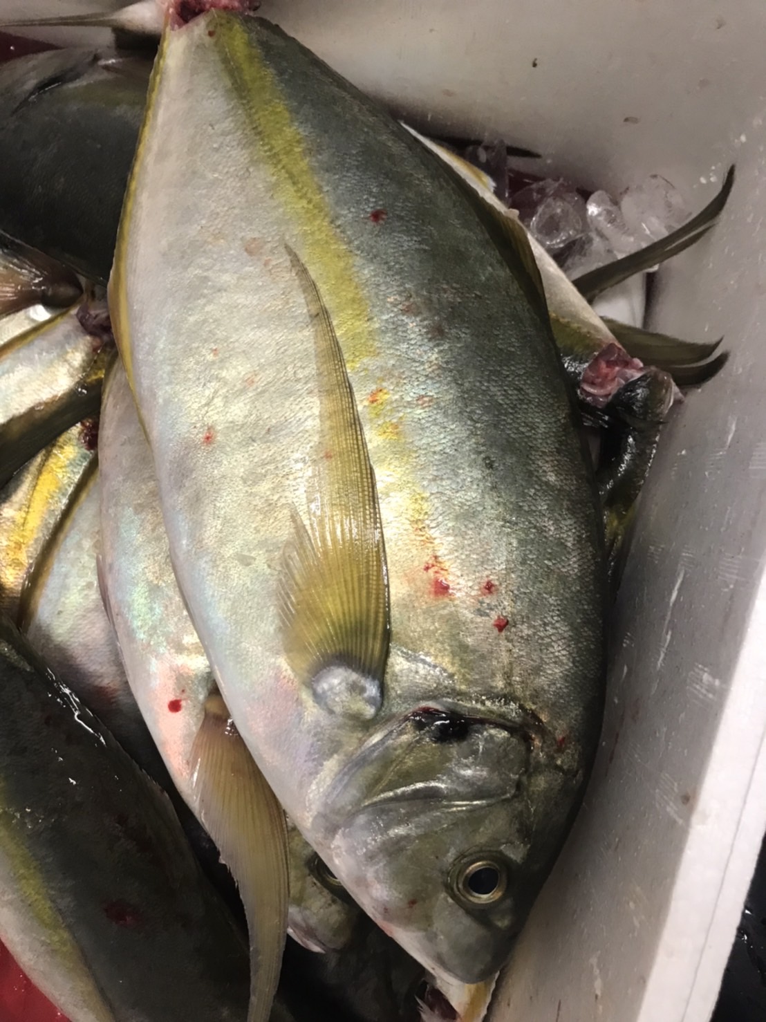 →大特売！三重　シマアジ　養殖　1k前後　1尾　k2500