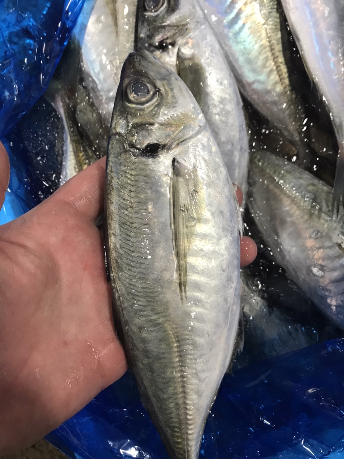 →京都　特上アジ　500g入　1p1650