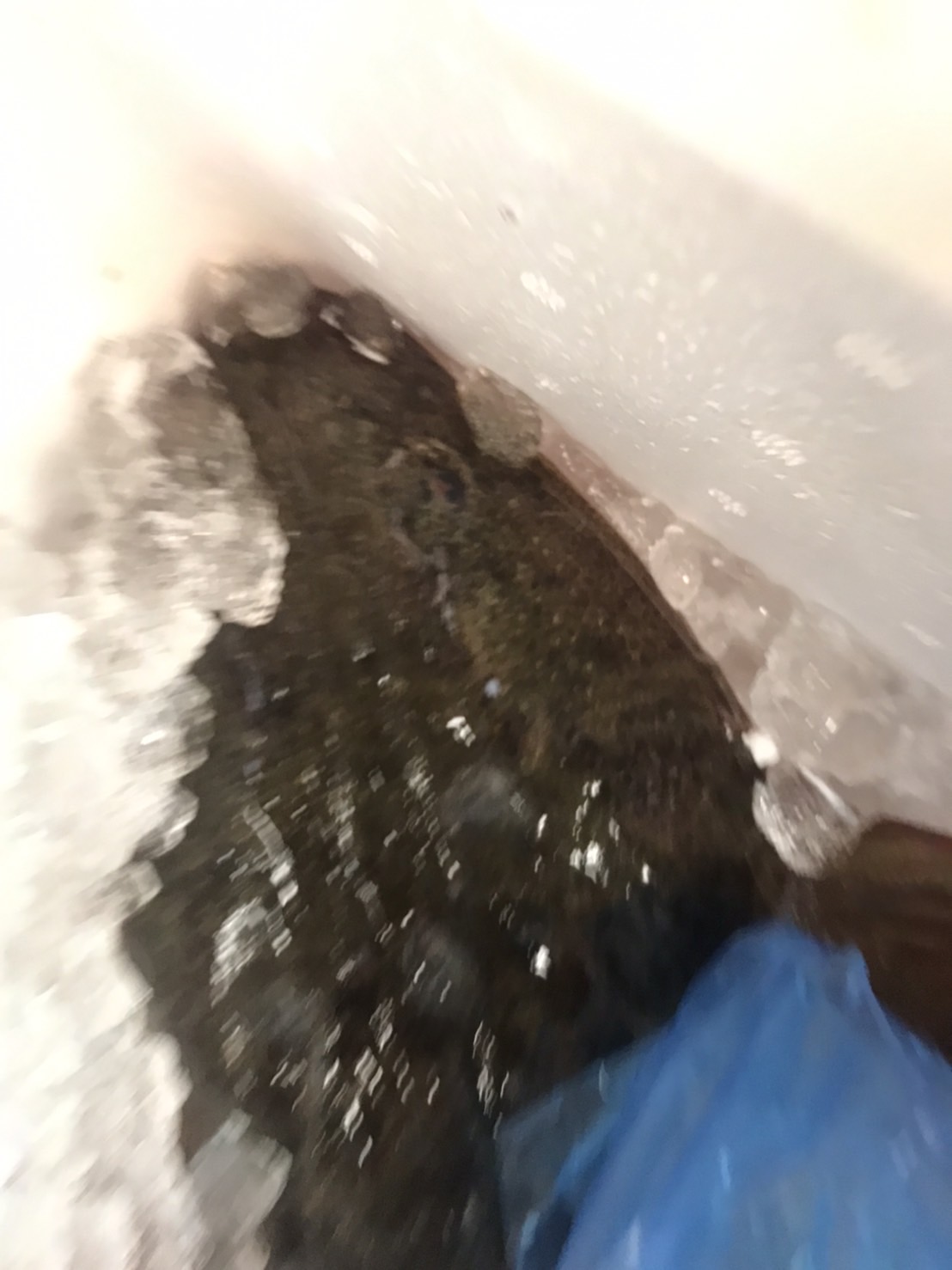 →特売！！　千葉　活〆コチ　上　800g前後　 1尾　k1280