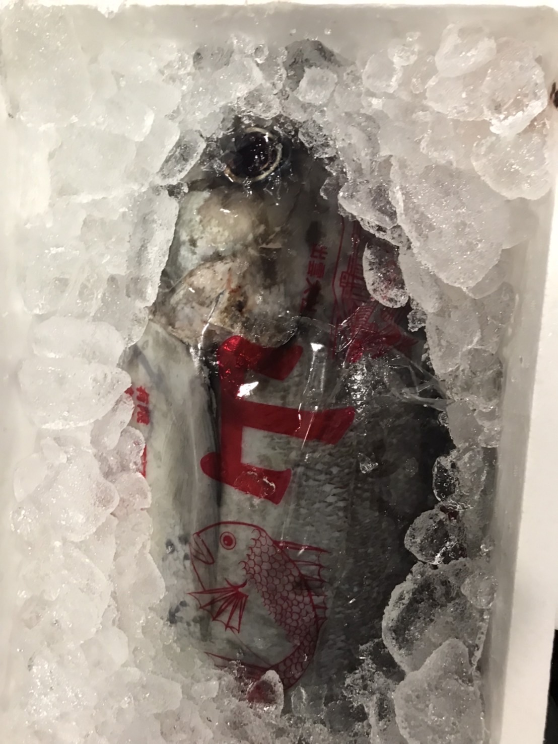 →特売！壱岐　脂ありメダイ冷凍　頭とり　10k前後　1尾　k980円