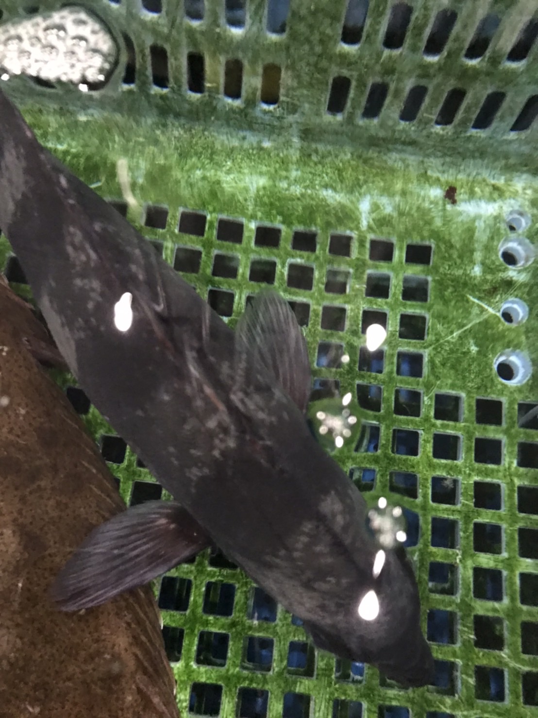 ○三重　活イシダイ　800g前後　1尾　k2200