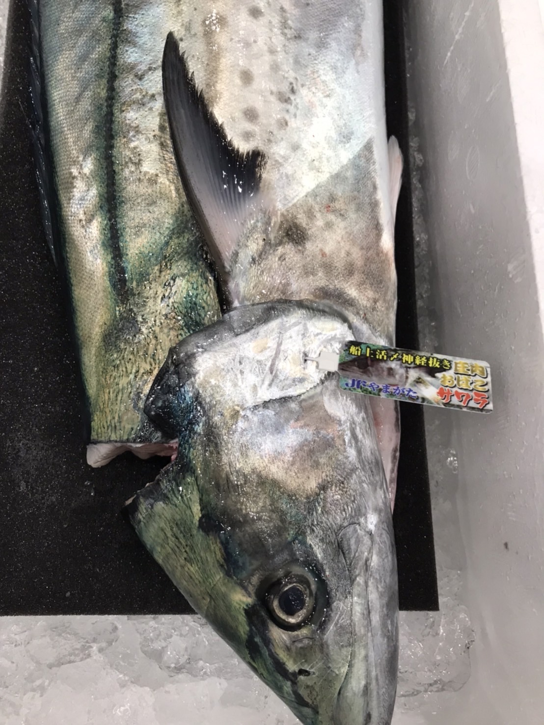 →福岡　サワラ　上　３k前後　半身　k3300