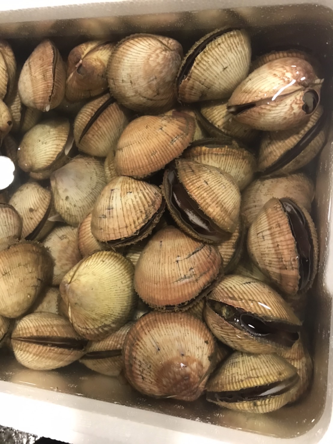 ∞室津　殻トリ貝　養殖　上　80g前後　1個