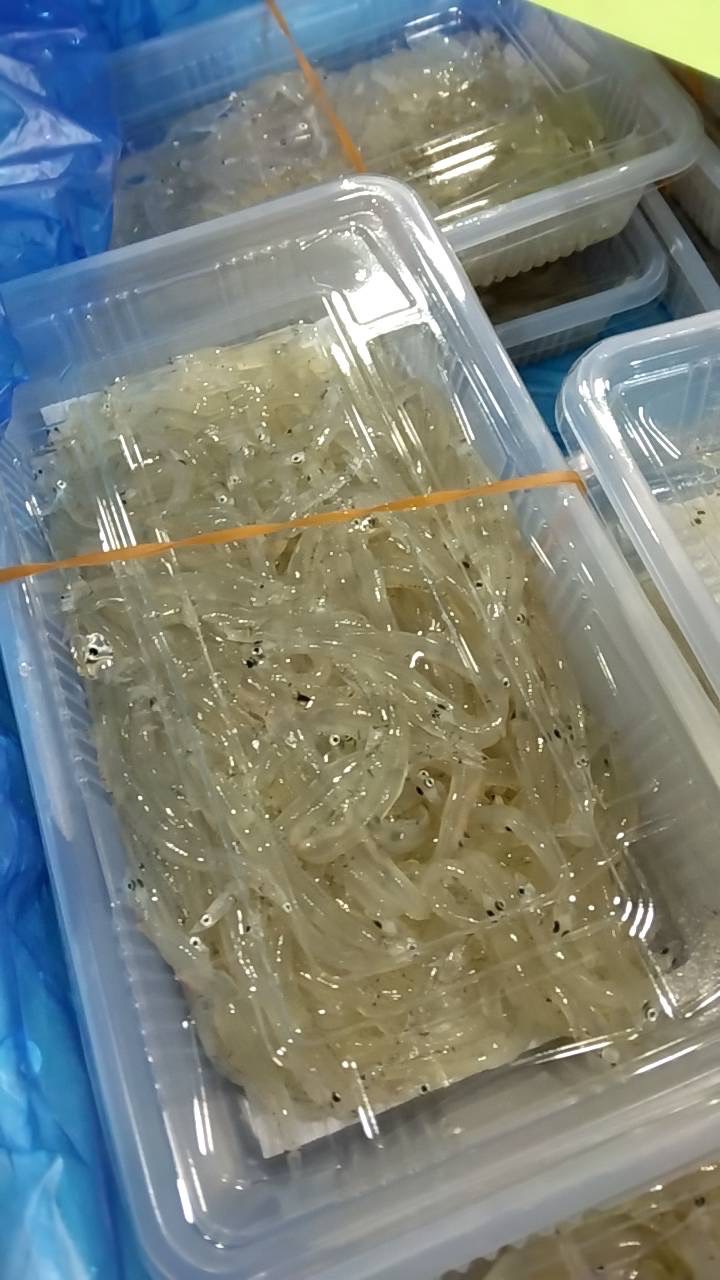 →新物！　海とれ白魚　うまい！　1p