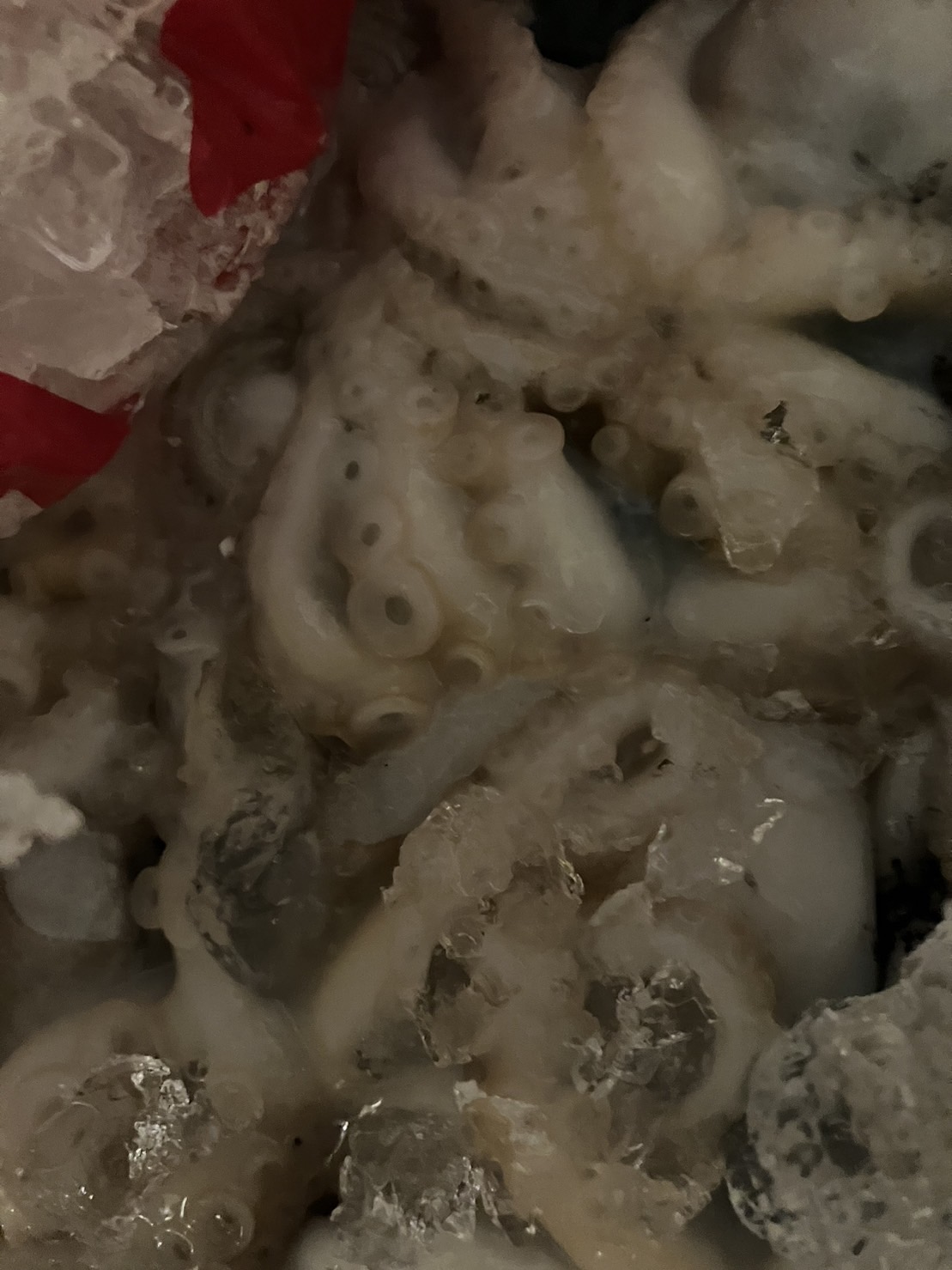 ＊新物　明石　子持ちイイダコ　メス　500g入　1p