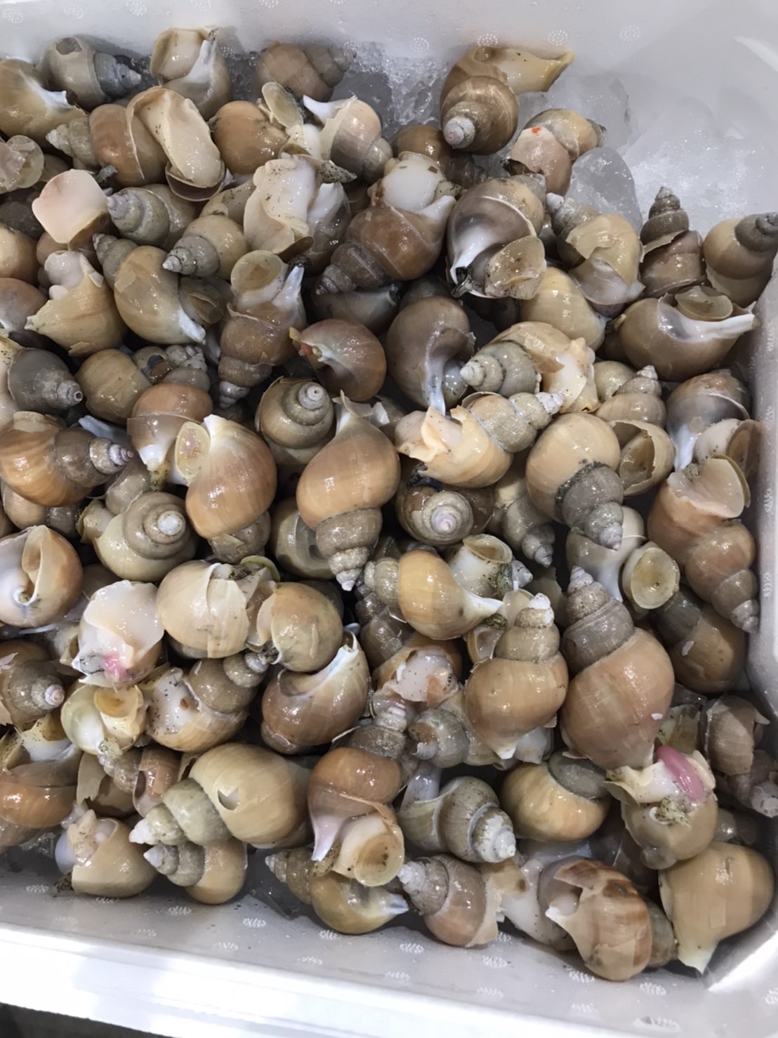 ∞山口　シロバイ貝　500g入　1p1100