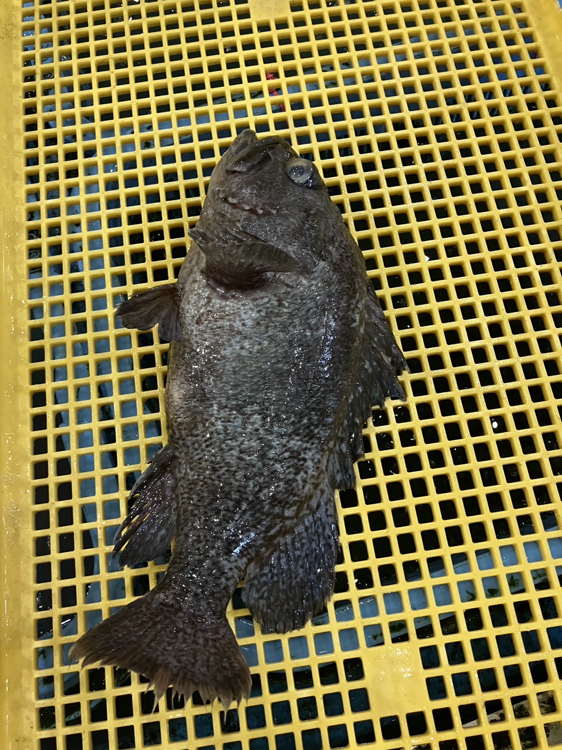 ○三重　活〆寒メジナ　1k前後　1尾　k2980