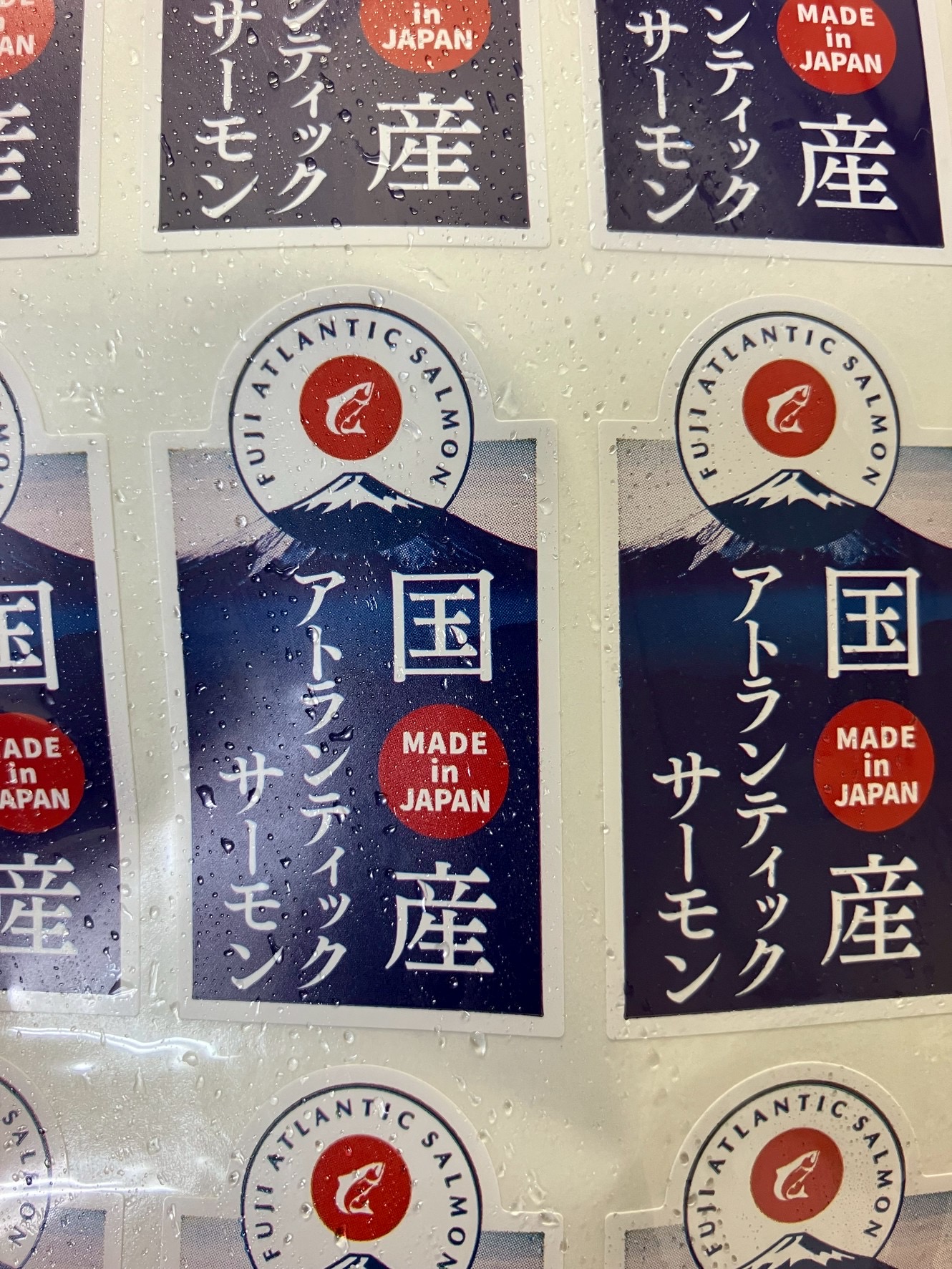 →大特売　富士山アトランティックサーモン　3k前後　1本から　k1699