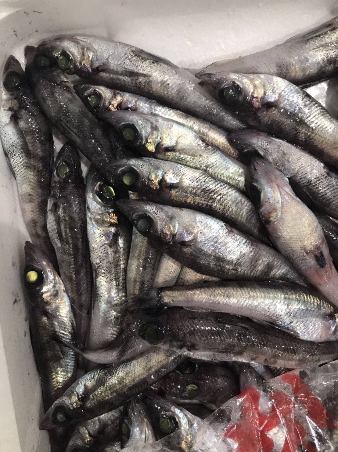 →宮城　生メヒカリ　中　500g入　1p1200