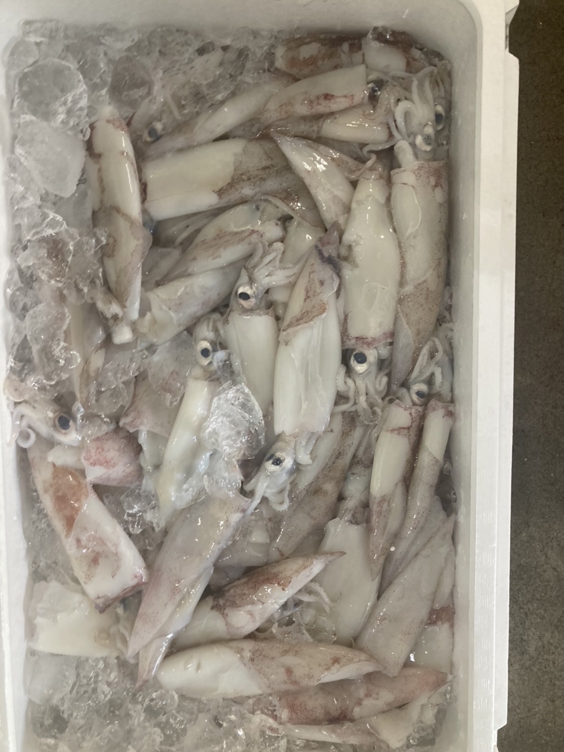 ＊旬！　茨城　子持ちヤリイカ　500g入　1p 1580円