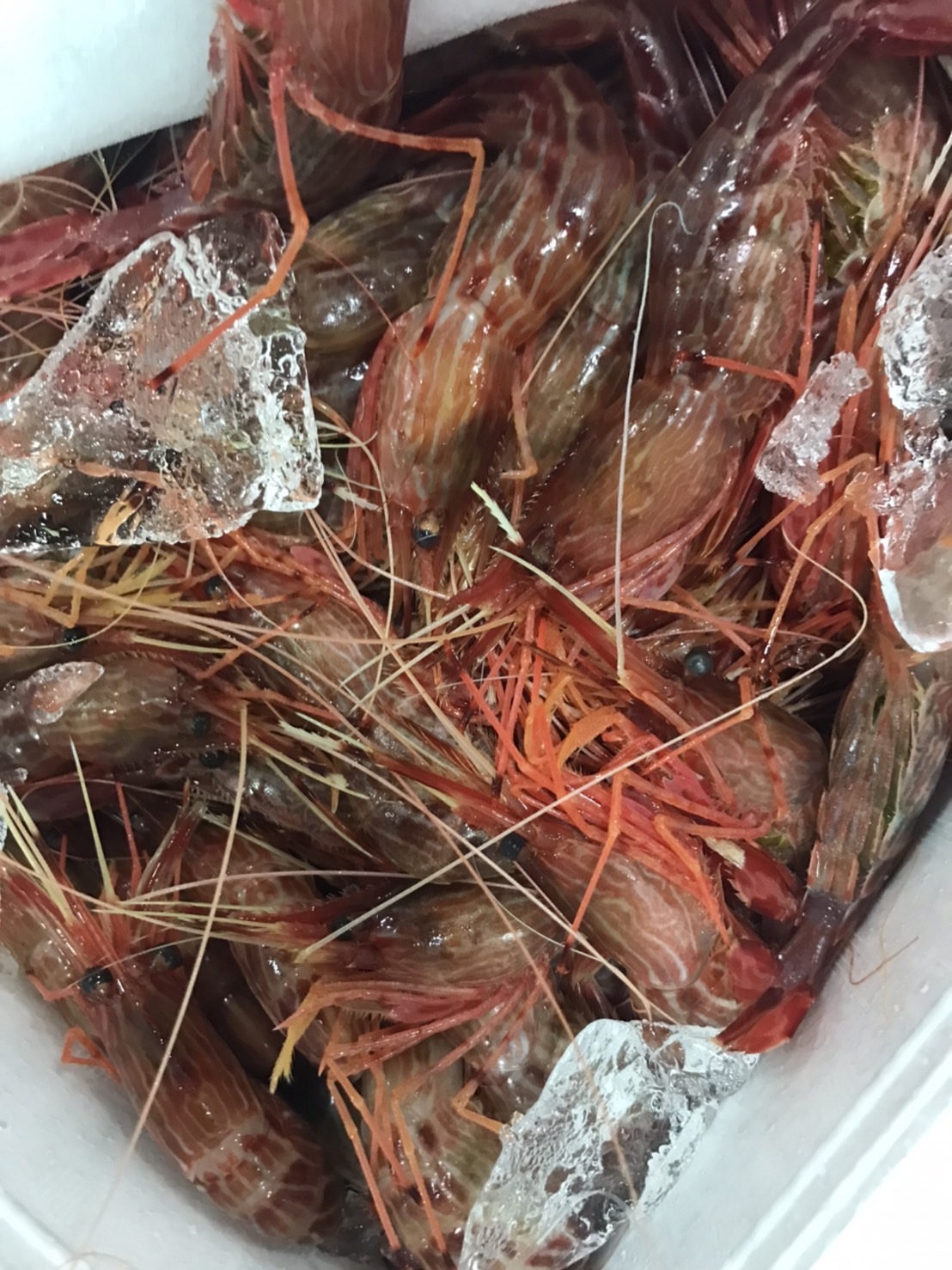 ＊北海道　シマエビ　500g入　1p 2300