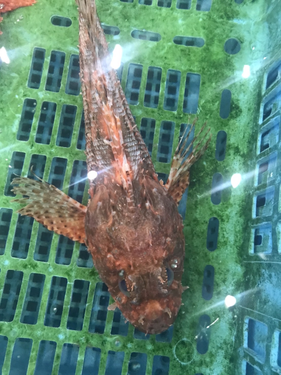 ○千葉　活オニカサゴ　300g前後　1尾　k2800