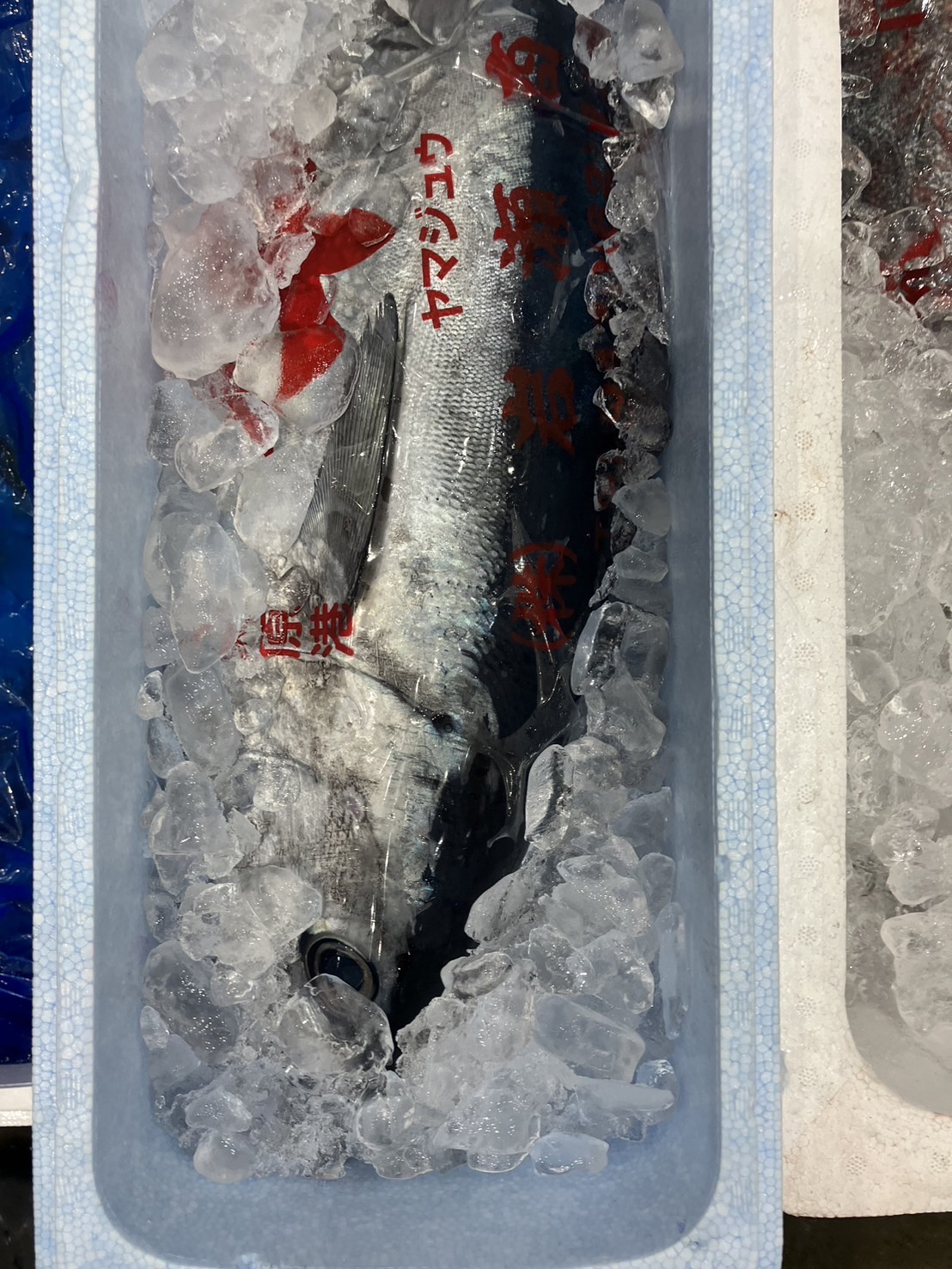 ☆氷見　メジマグロ　特上　8k前後　4分1 k2980